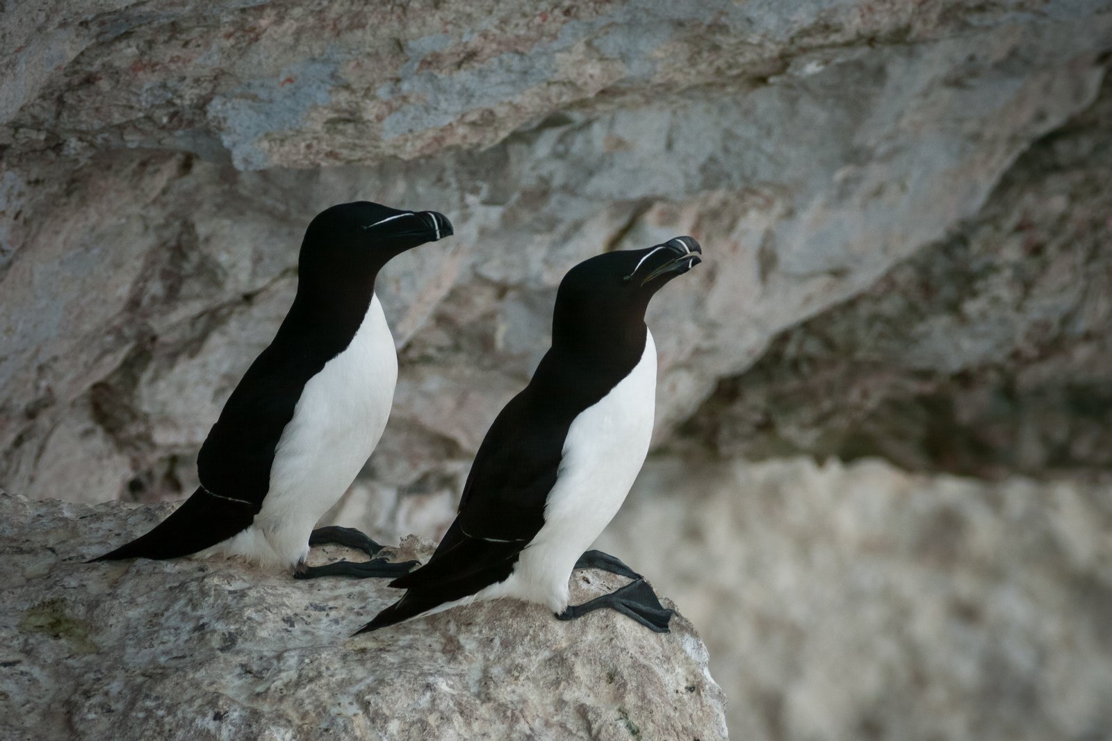 Razorbills | Stora Karlsö in Sweden