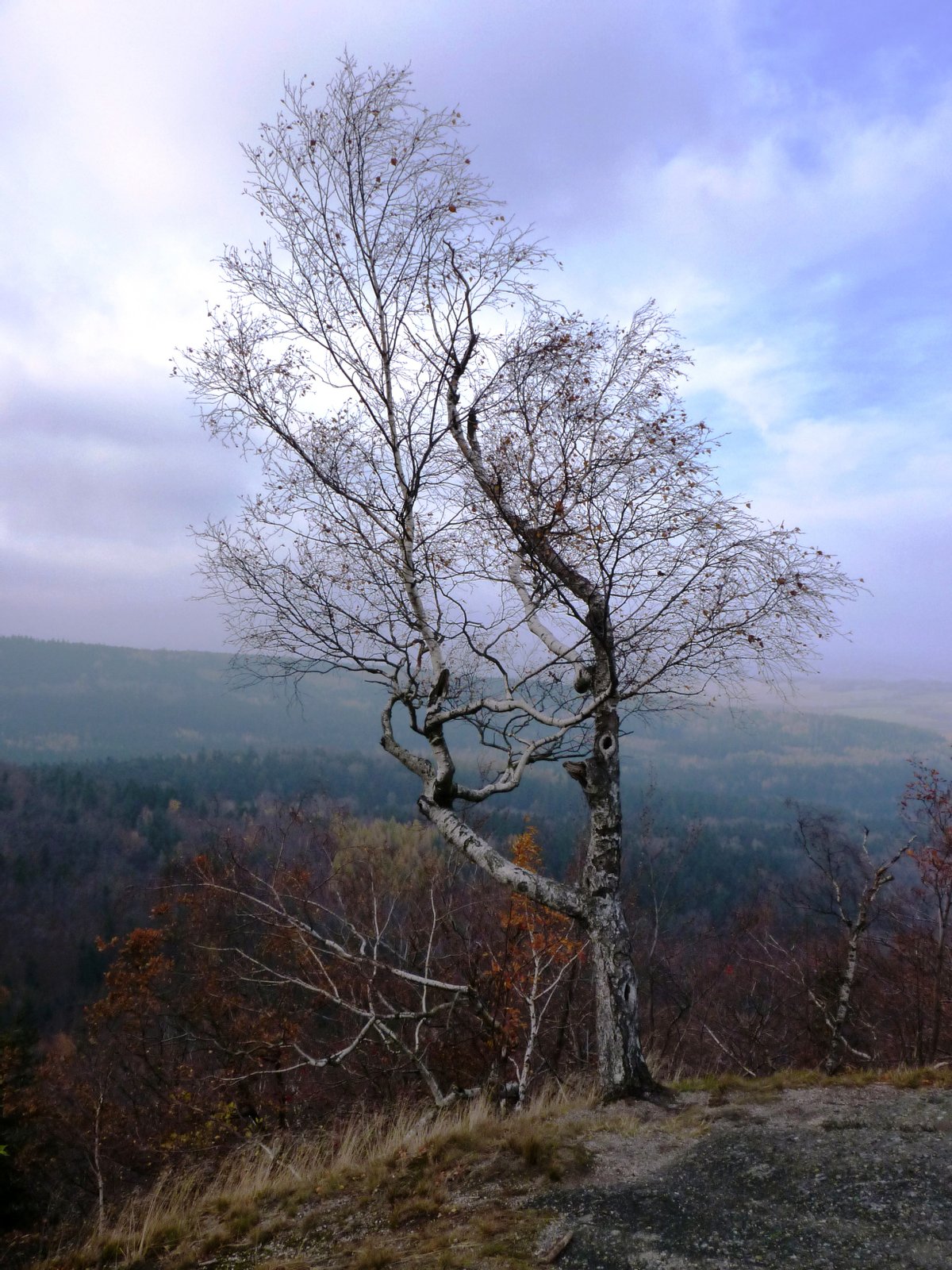 Výhled ze Skalního hradu | Jizerskohorské bučiny in Czechia