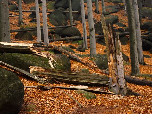 Image of Jizerskohorské bučiny in Czechia