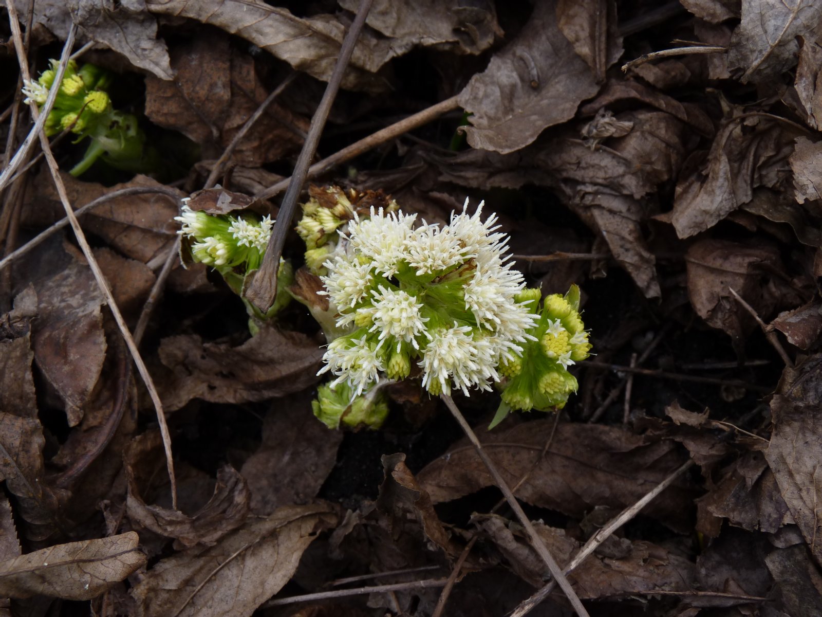 Devětsil bílý v botanické zahradě Univerzity Karlovy, Praha | Jizerskohorské bučiny in Czechia