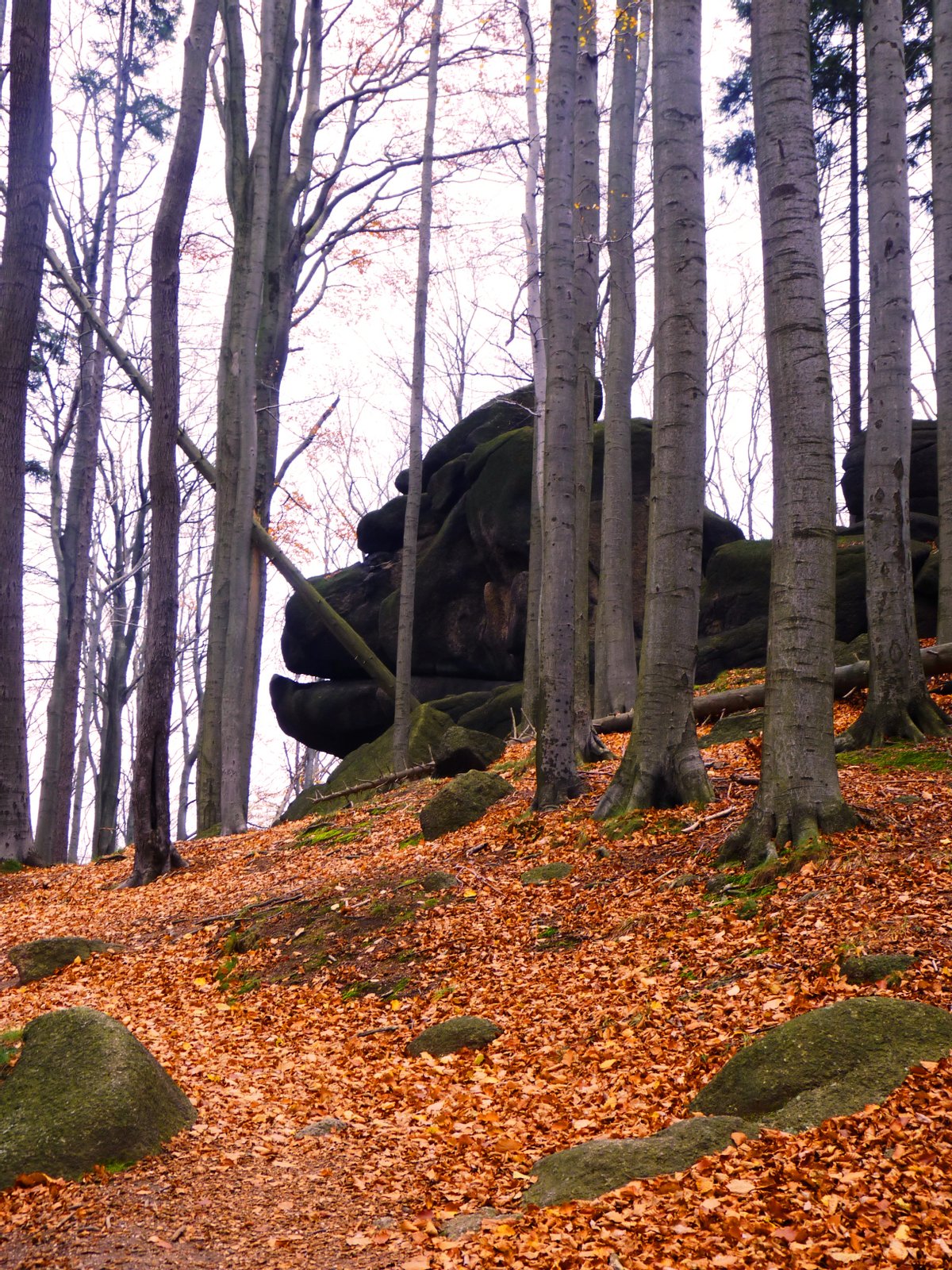 Skalní útvar Gorila | Jizerskohorské bučiny in Czechia