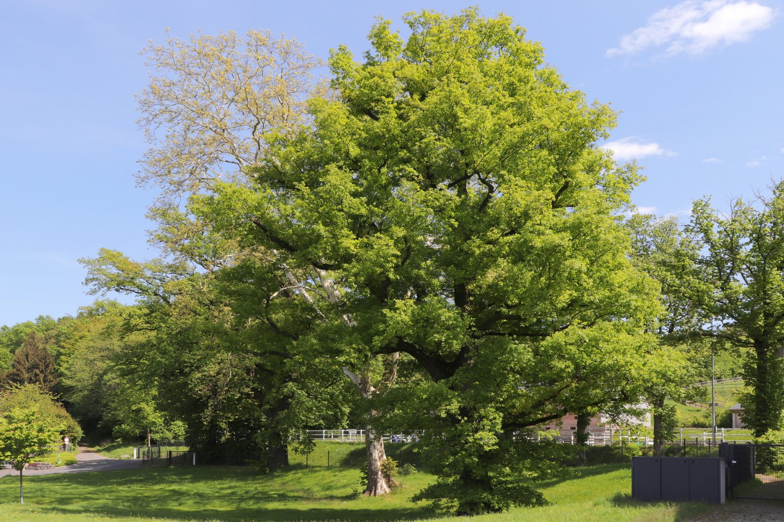 Naturdenkmal in Goldbach (Unterfranken) am Untergartenhof, bestehend aus 2 Eichen und 1 Platane | Goldbach in Germany