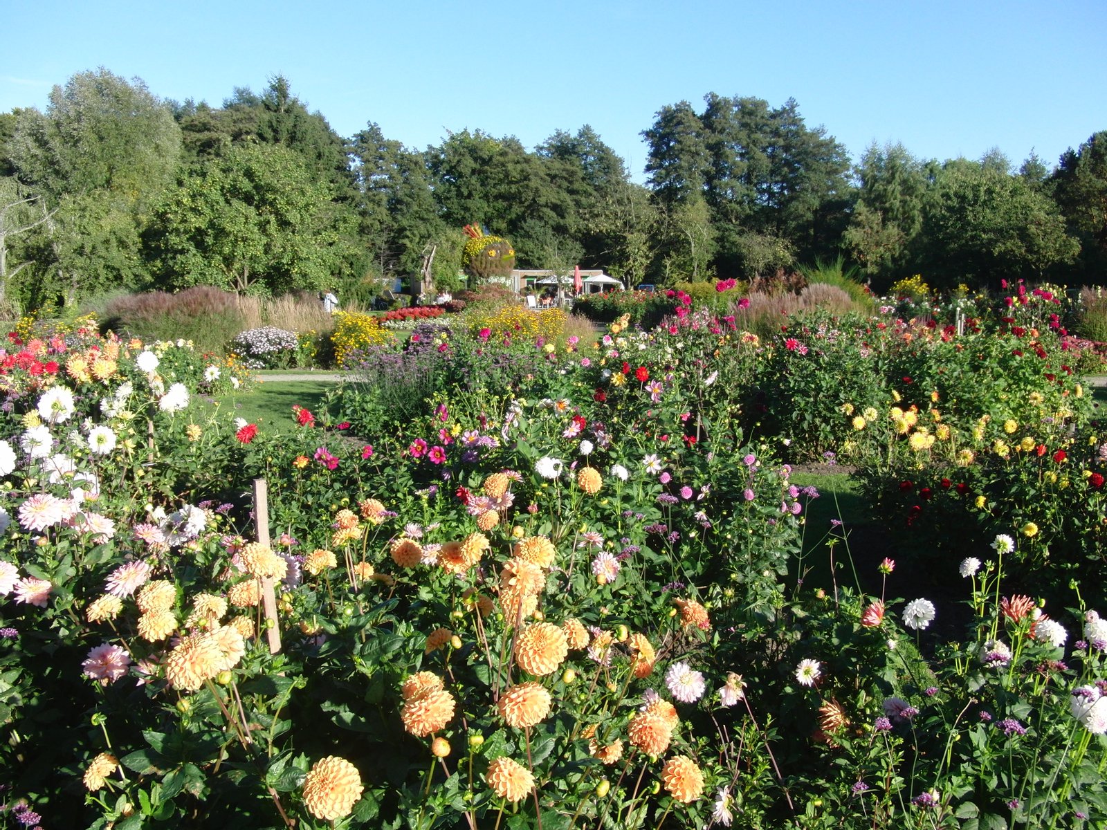 Dahlien im Park "Gärtner-Fantasien" in den Luhegärten in Winsen (Luhe) | Winsen (Luhe) in Germany