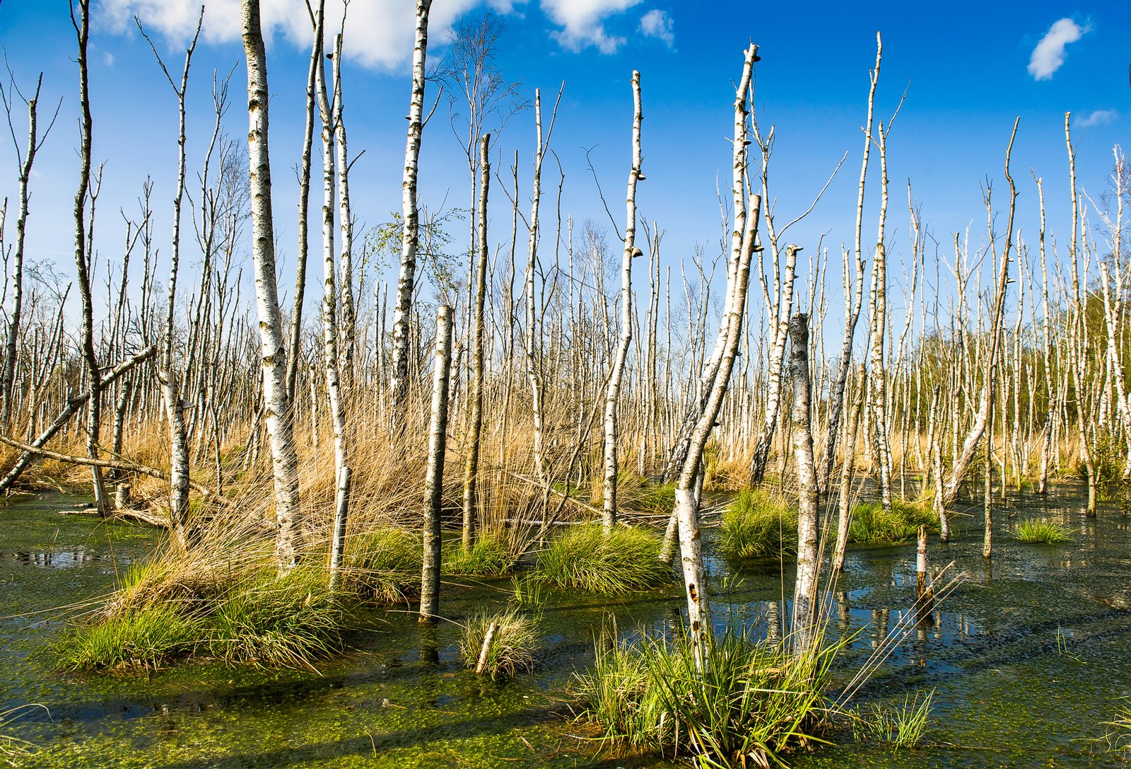 Nationalpark Vorpommersche Boddenlandschaft in Mecklenburg Vorpommen: Das Foto zeigt einen abgestorbenen Birkenwaldbereich, der durch Wiedervernässung entstanden ist, in Ost-Zingst, nördlich der Sundischen Wiesen. | Zingst in Germany