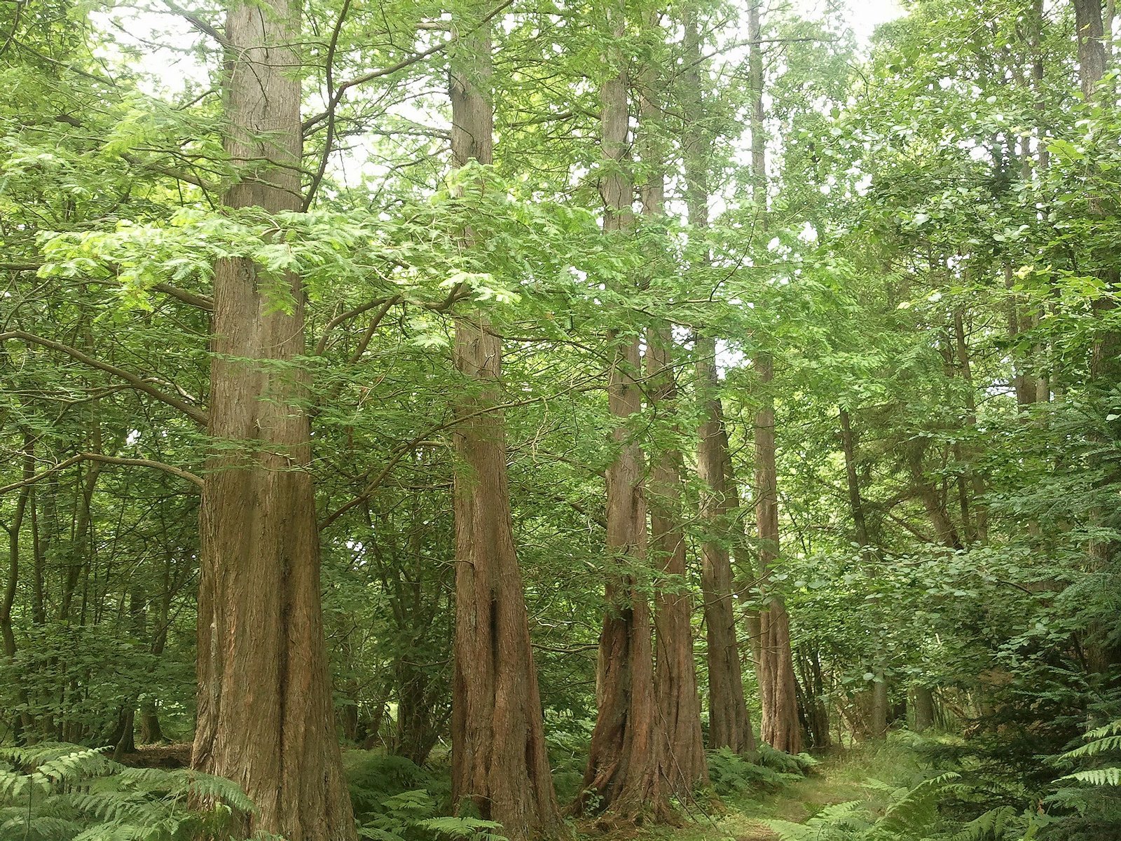 Zingster Urweltmammutbäume (Metasequoia glyptostroboides) | Zingst in Germany