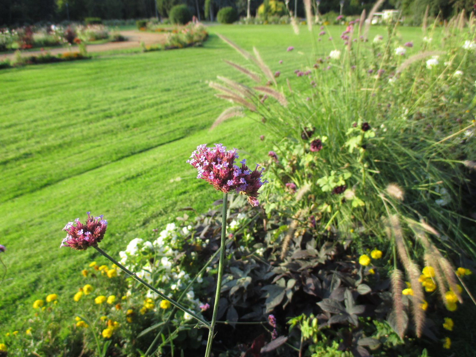 Bloom garden on the island | Margaret Island in Hungary