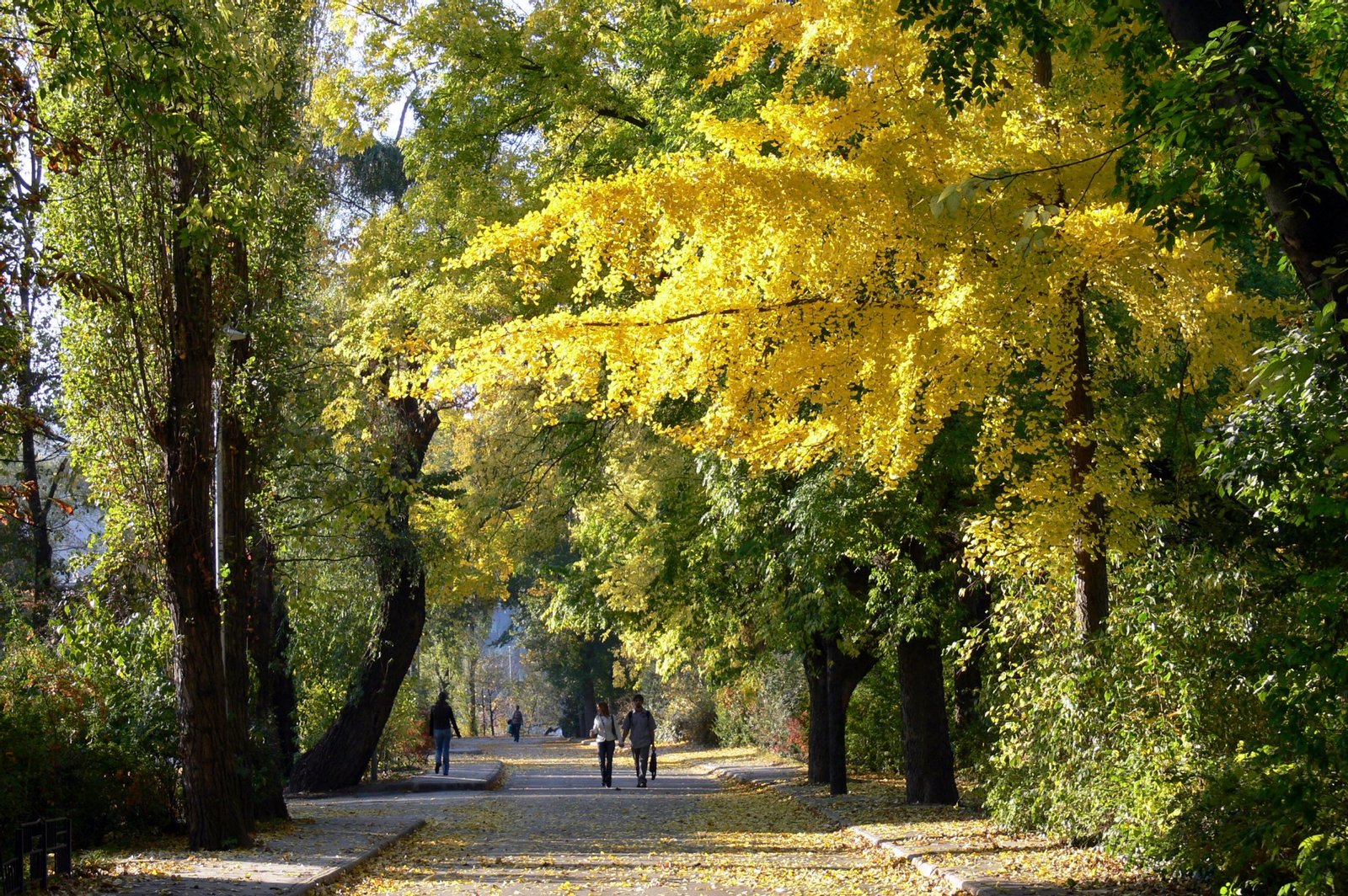 Margitszigeti sétány | Margaret Island in Hungary
