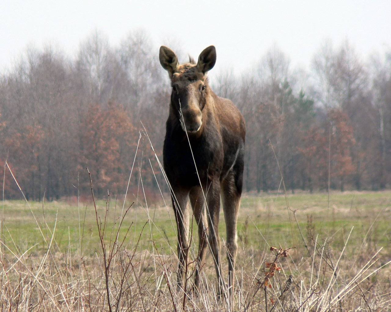 An Elk Alces alces in Kampinos National Park, Poland | Kampinos National Park in Poland