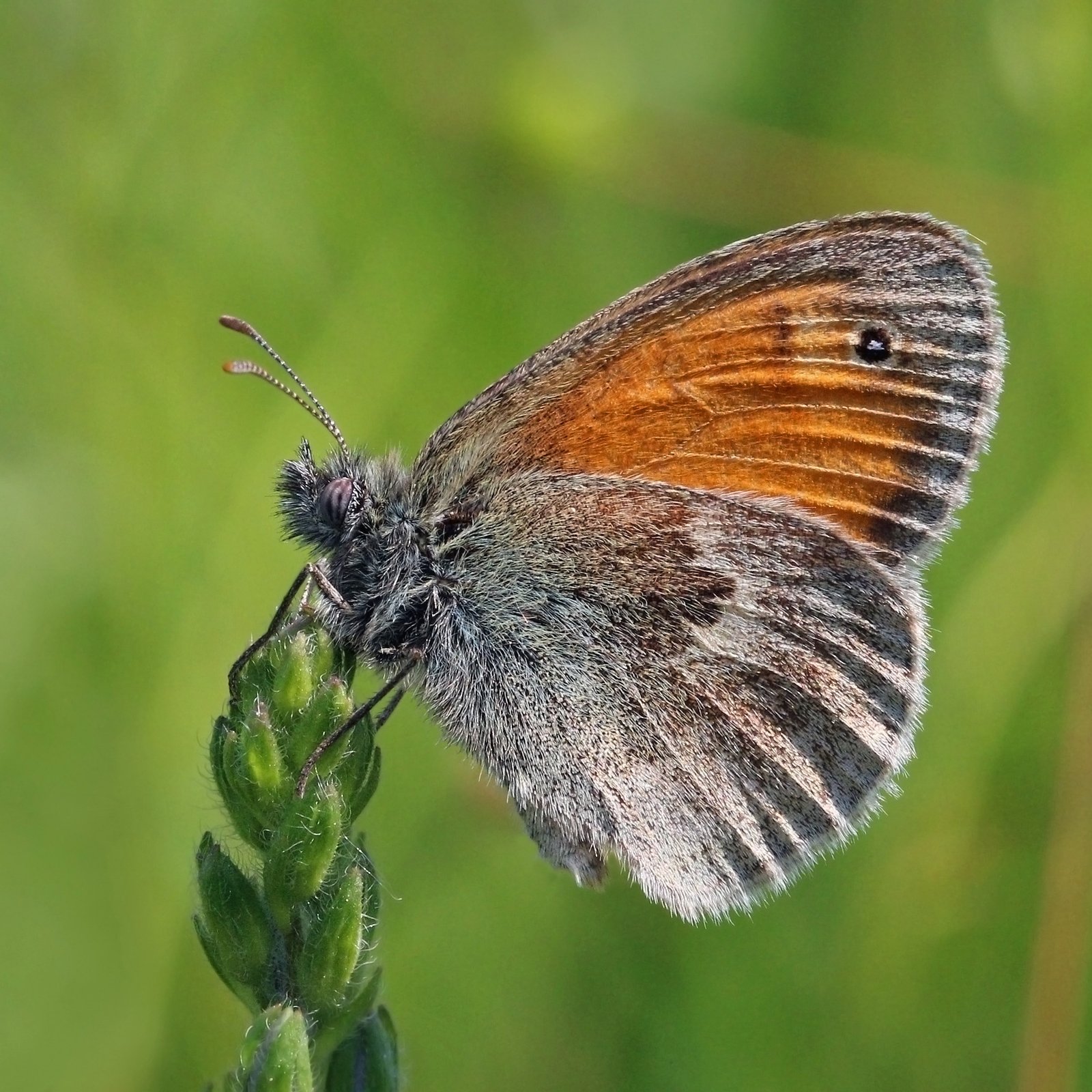 Small heath (Coenonympha pamphilus), Kampinos Forest, Poland. The small heath normally has white spots on the underside of the hindwing. This specimen could therefore be aberration postobsoletissima. | Kampinos National Park in Poland