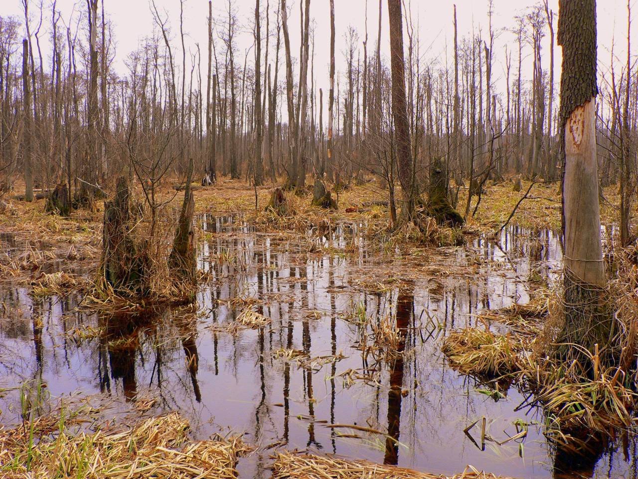 Kampinos National Park, Poland | Kampinos National Park in Poland