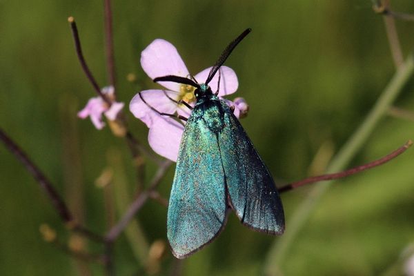 Green forester (Adscita statices), Kampinos Forest, Poland | Kampinos National Park in Poland