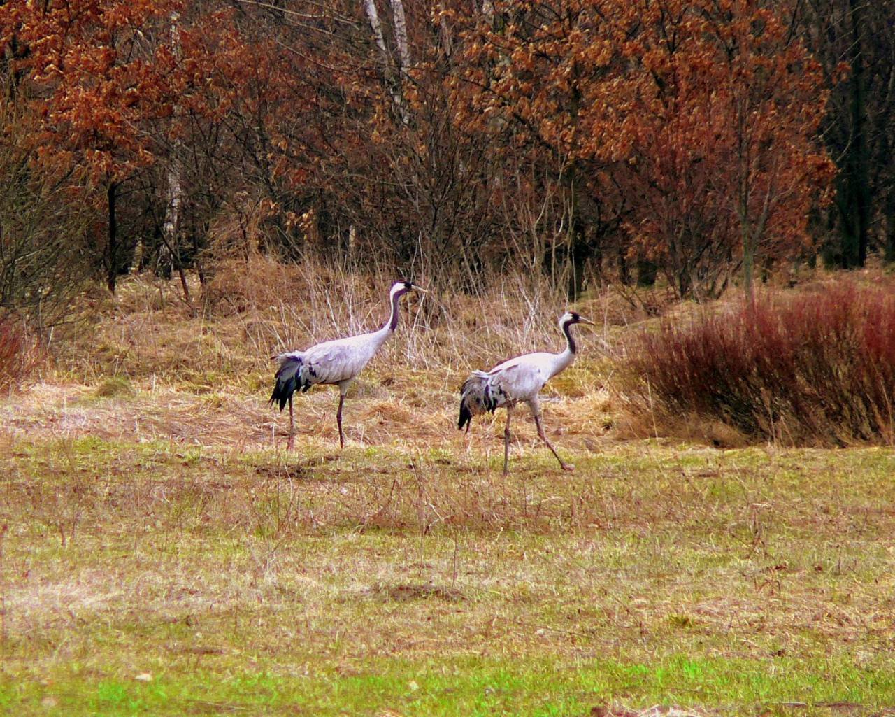 Cranes in Kampinos Forest near Warsaw, Poland. | Kampinos National Park in Poland