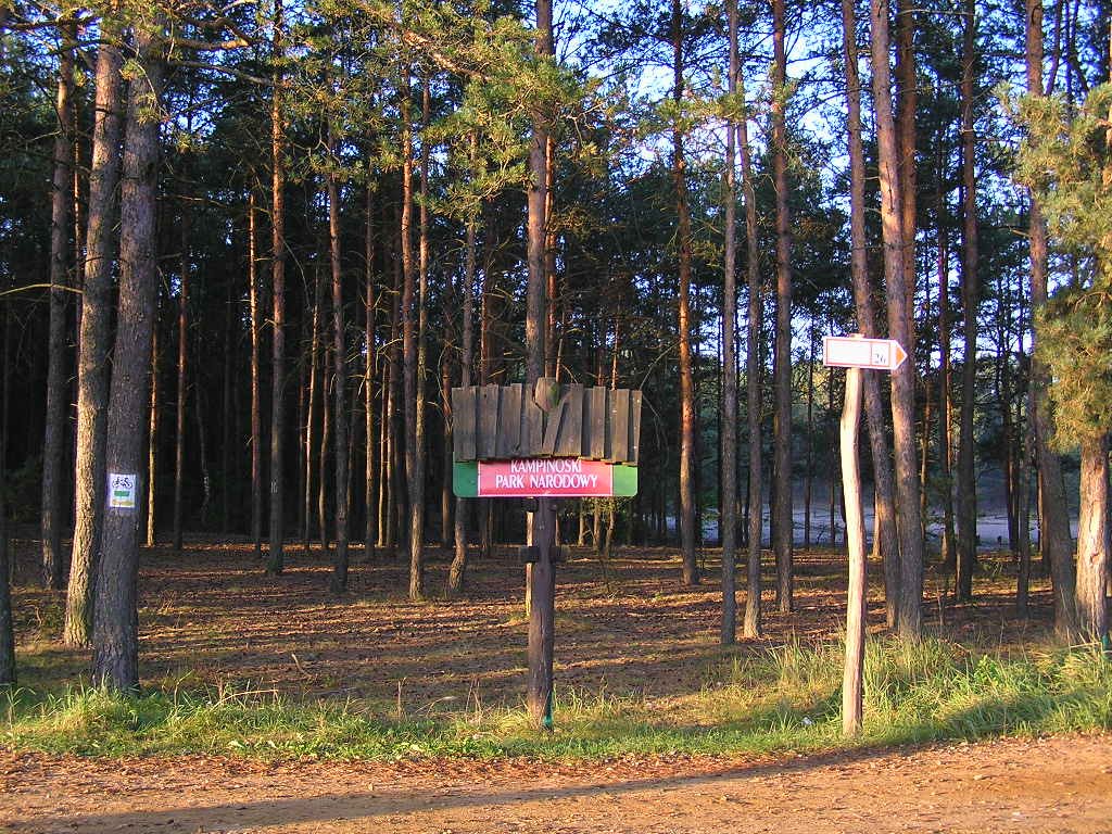 Kampinoski Park Narodowy okolice palmir 01 | Kampinos National Park in Poland