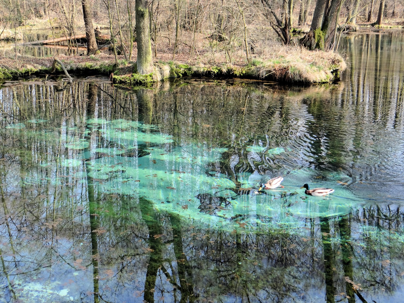 Rezerwat "Niebieskie Źródła" w Tomaszowie Mazowieckim | Rezerwat Niebieskie Źródła in Poland
