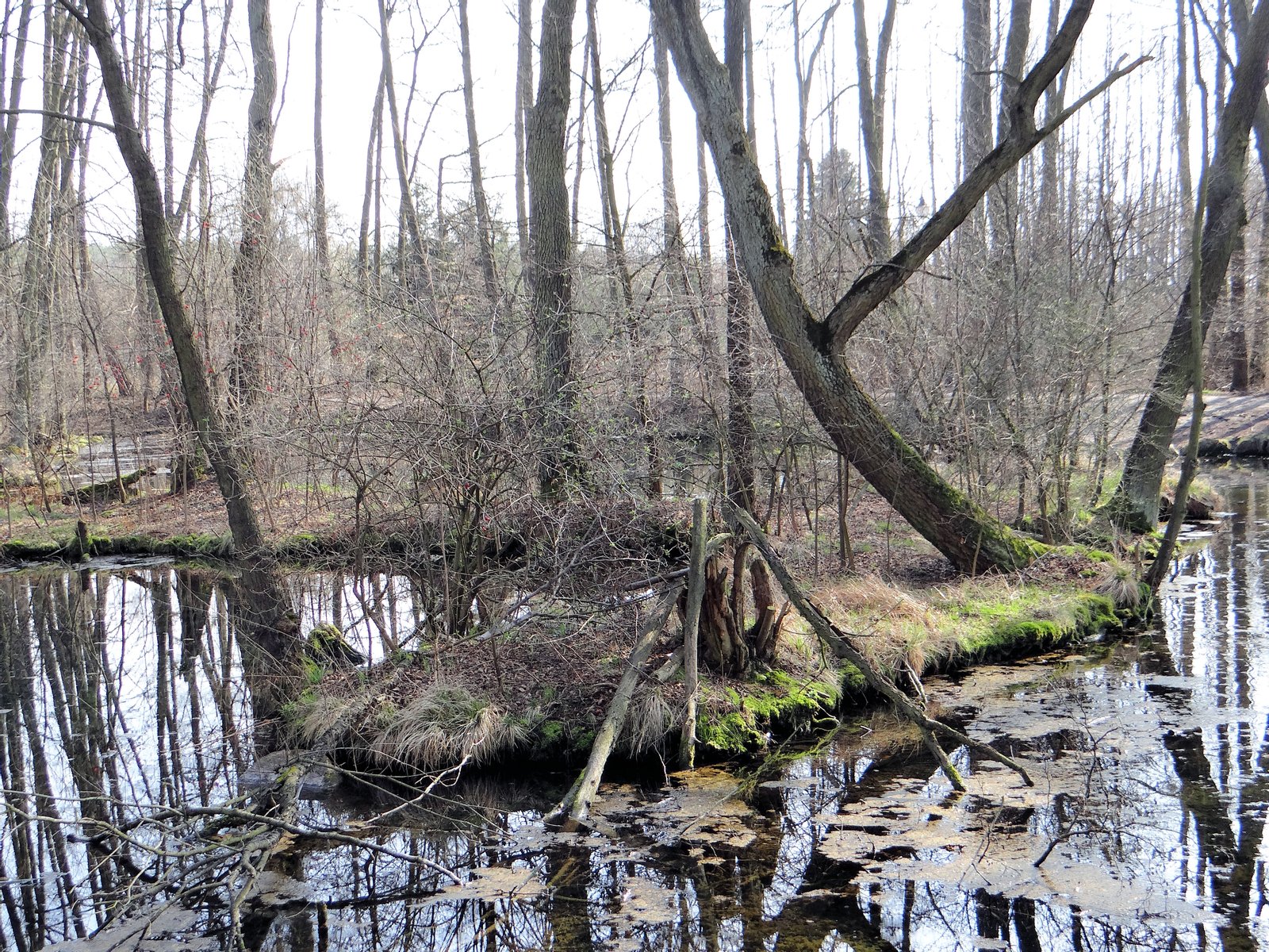 Blue Sources Nature Reserve in Tomaszow Mazowiecki | Rezerwat Niebieskie Źródła in Poland