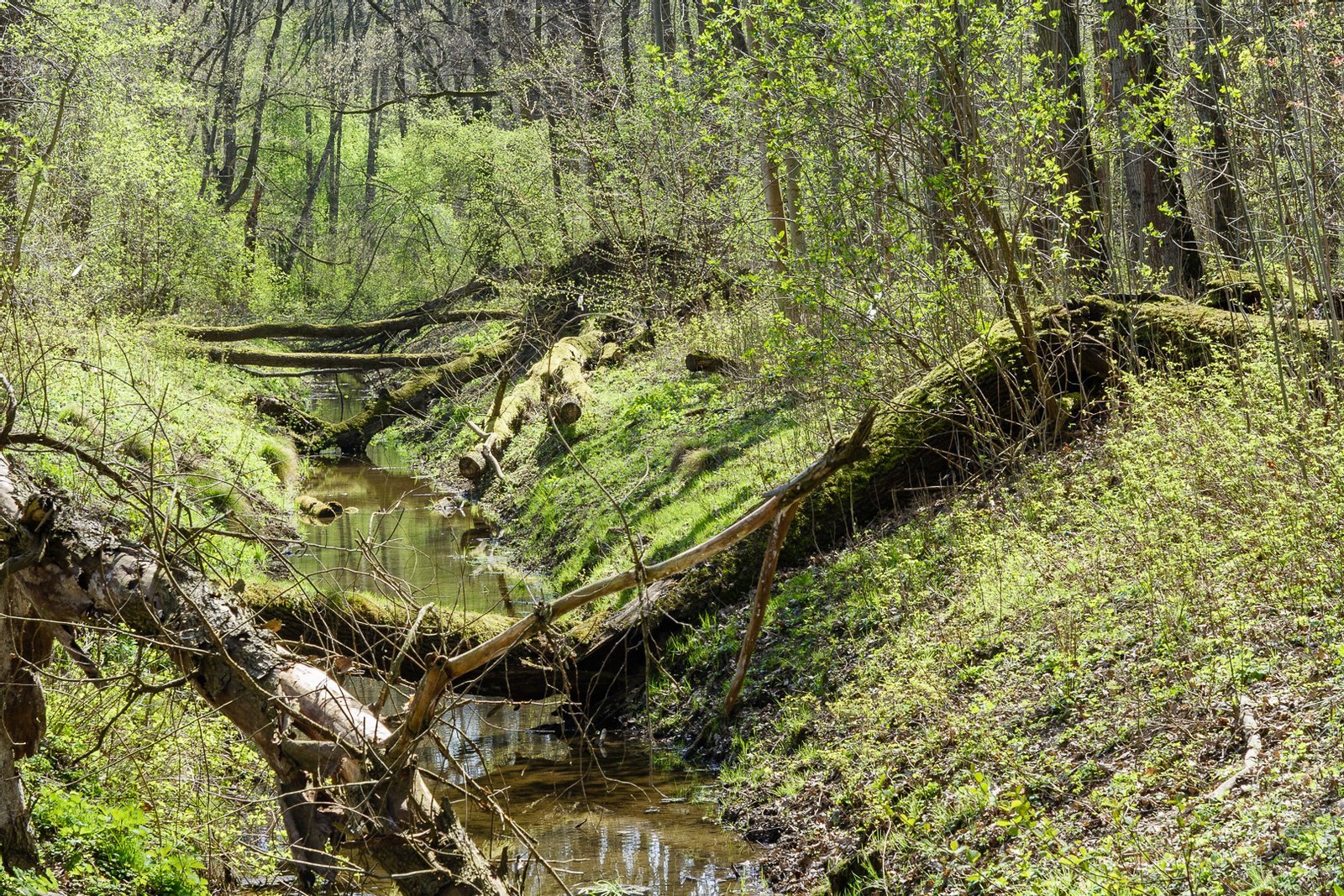 To jest fotografia obszaru chronionego w ramach programu Natura 2000 o identyfikatorze | Rezerwat Las Bielański in Poland