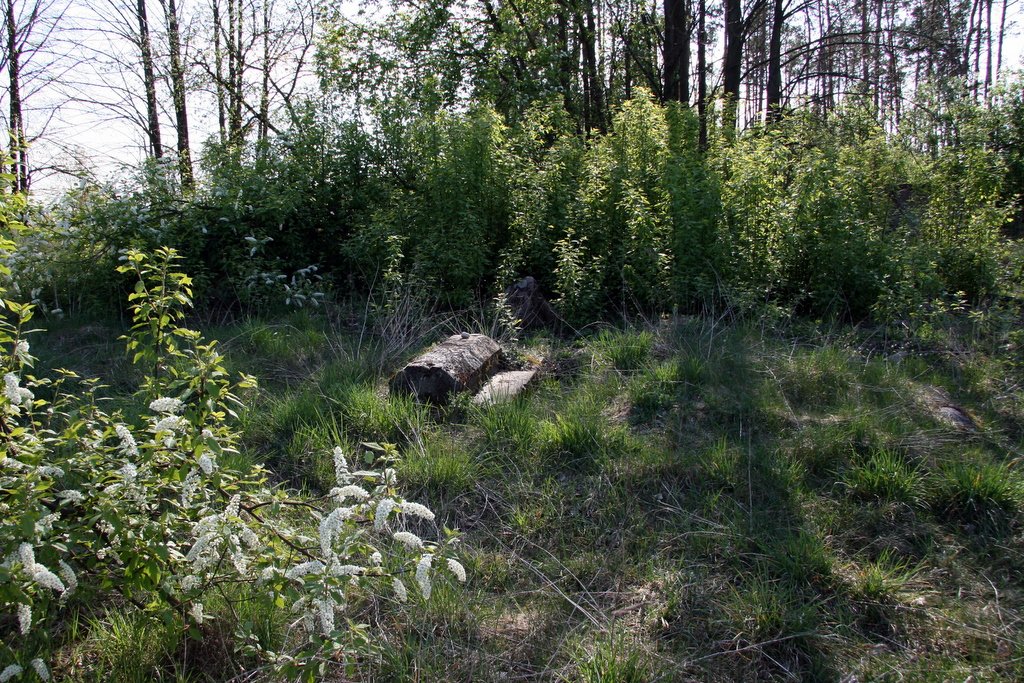 Jewish Cemetery in Suraż, Poland | Suraż in Poland