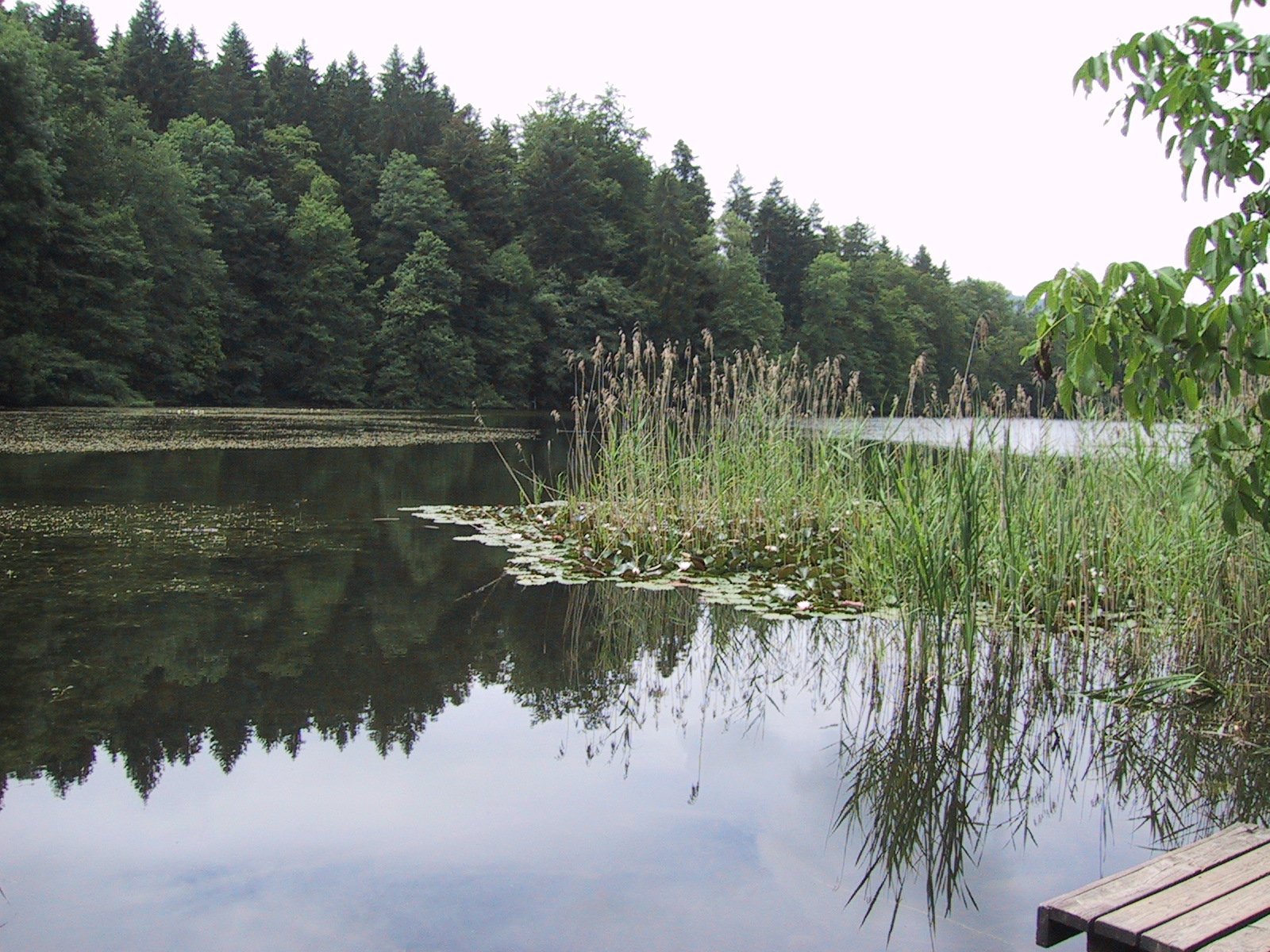 Waldweiher Thalwil | Thalwil in Switzerland