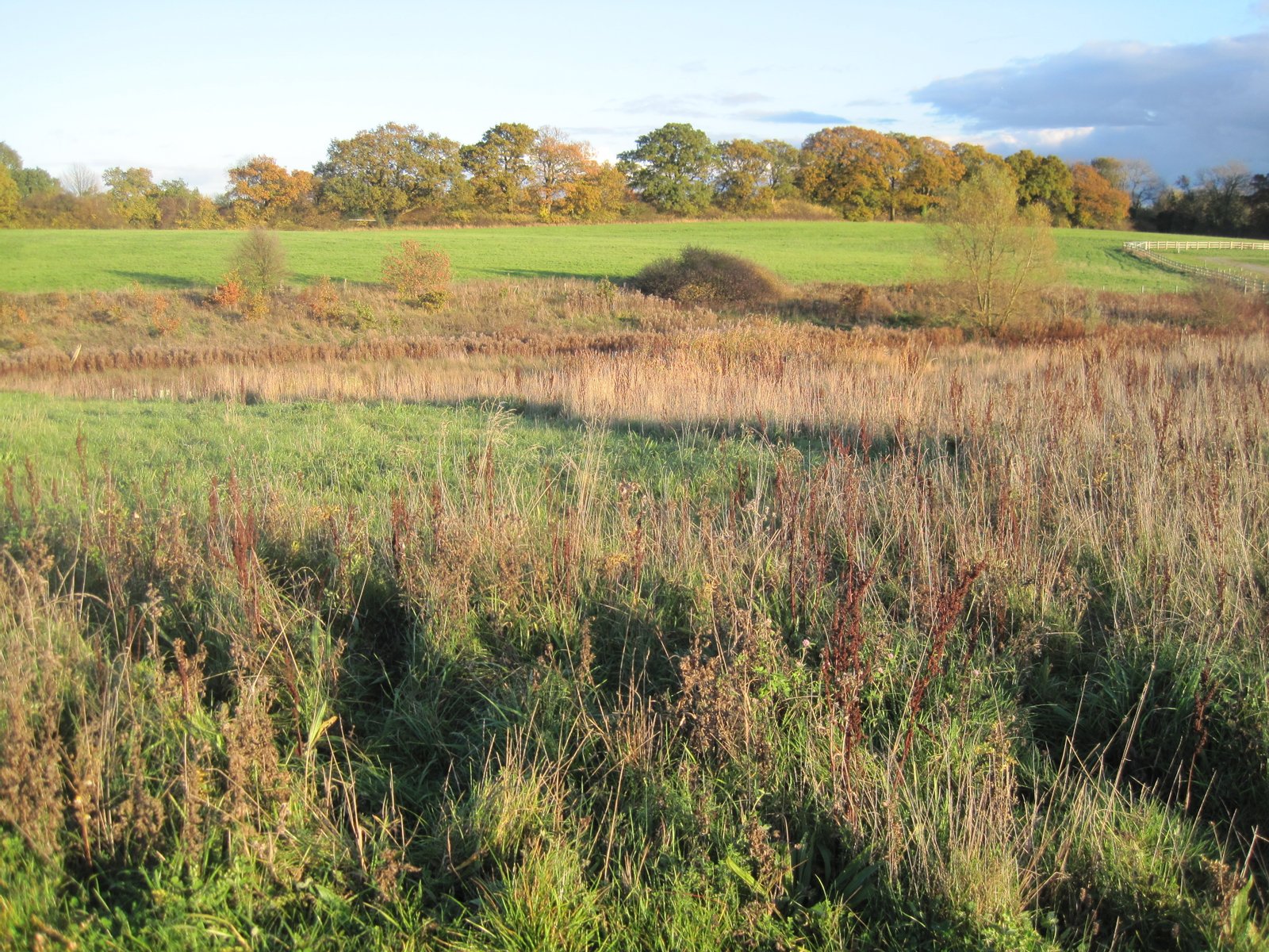 Edgware Way Grassland, nature reserve in Edgware, Barnet, London | Edgware in United Kingdom