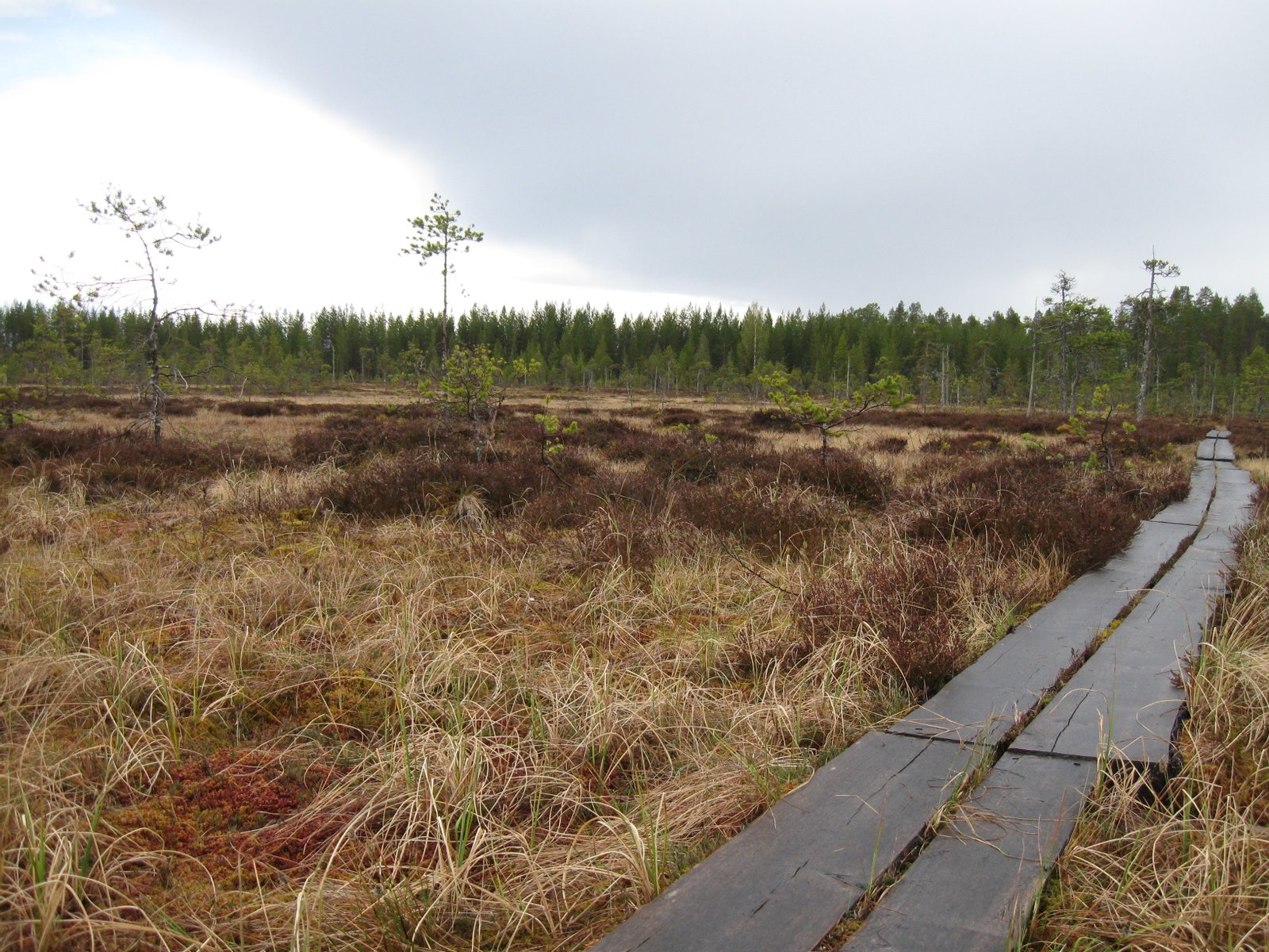Utajärven Juorkunan Olvassuon luontopolun pitkospuita suon etelälaidalla. | Olvassuon luonnonpuisto in Finland