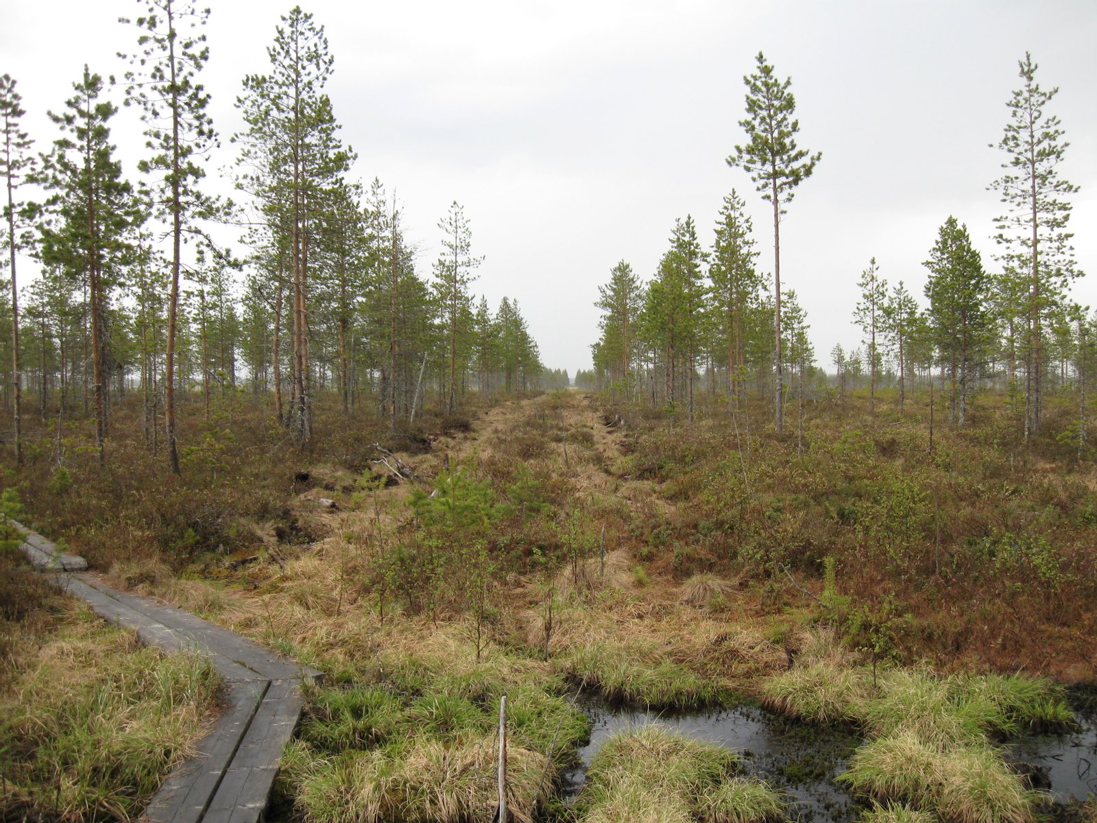 Utajärven Juorkunan Olvassuolla ennallistettu ison valtaojan paikka suon etelälaidalla luontopolun varressa. | Olvassuon luonnonpuisto in Finland