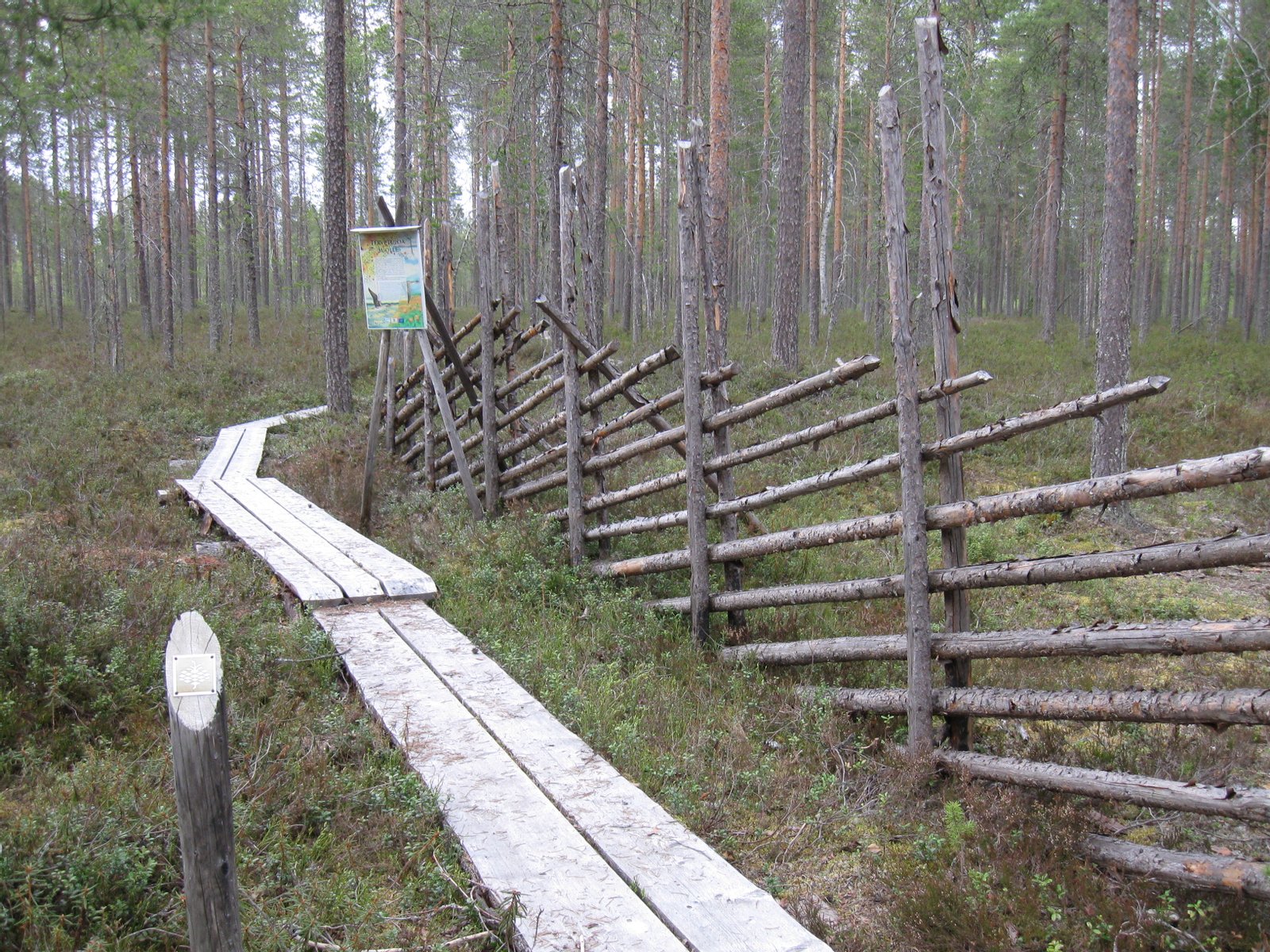 Olvassuon luontopolun alkupiste Utajärven Juorkunassa. | Olvassuon luonnonpuisto in Finland