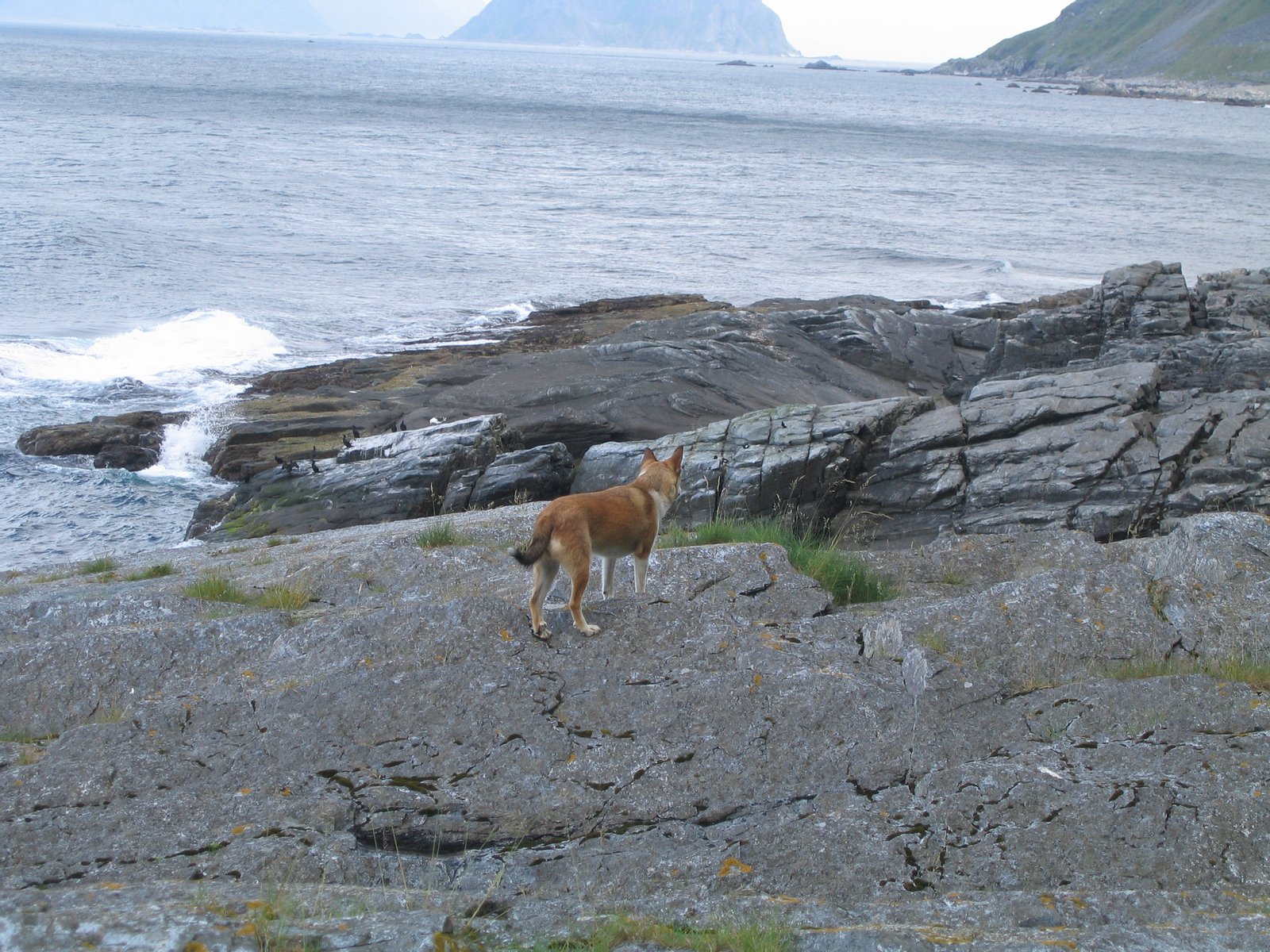 The Norwegian Lundehund "Gyda" looking out at the ocean on the north side of the island Værøy in Northern Norway. The island on the top, in the middle, is "Mosken", the island in the top left is "Moskenes". See also Image:Værøy-2005-07-11.jpg | Værøy in Norway