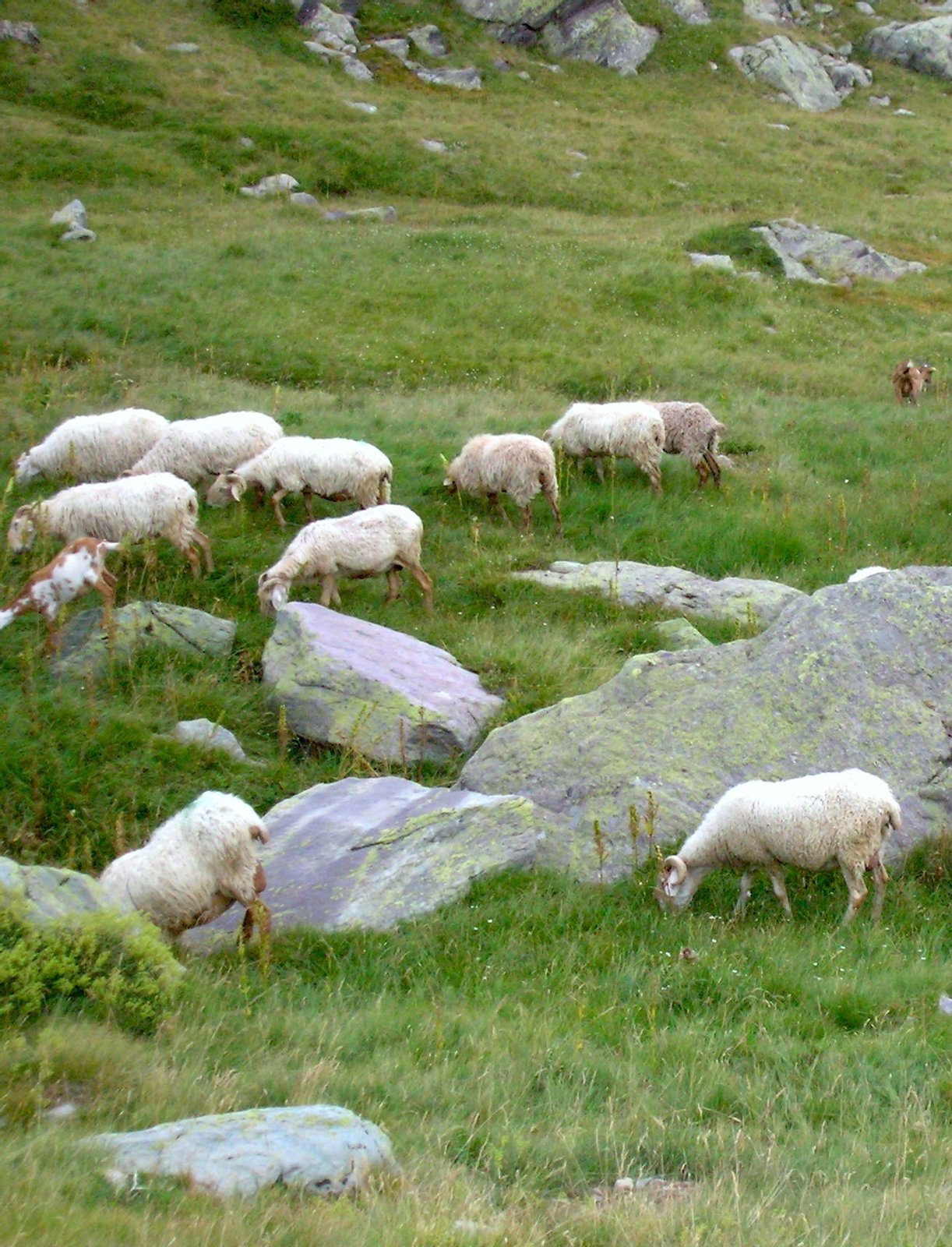 Brebis de race Brigasque. Visite guidée de la Vallée des Merveilles. Tende, Alpes-Maritimes, Provence-Alpes-Côte d'Azur, France. | Parc national du Mercantour in France