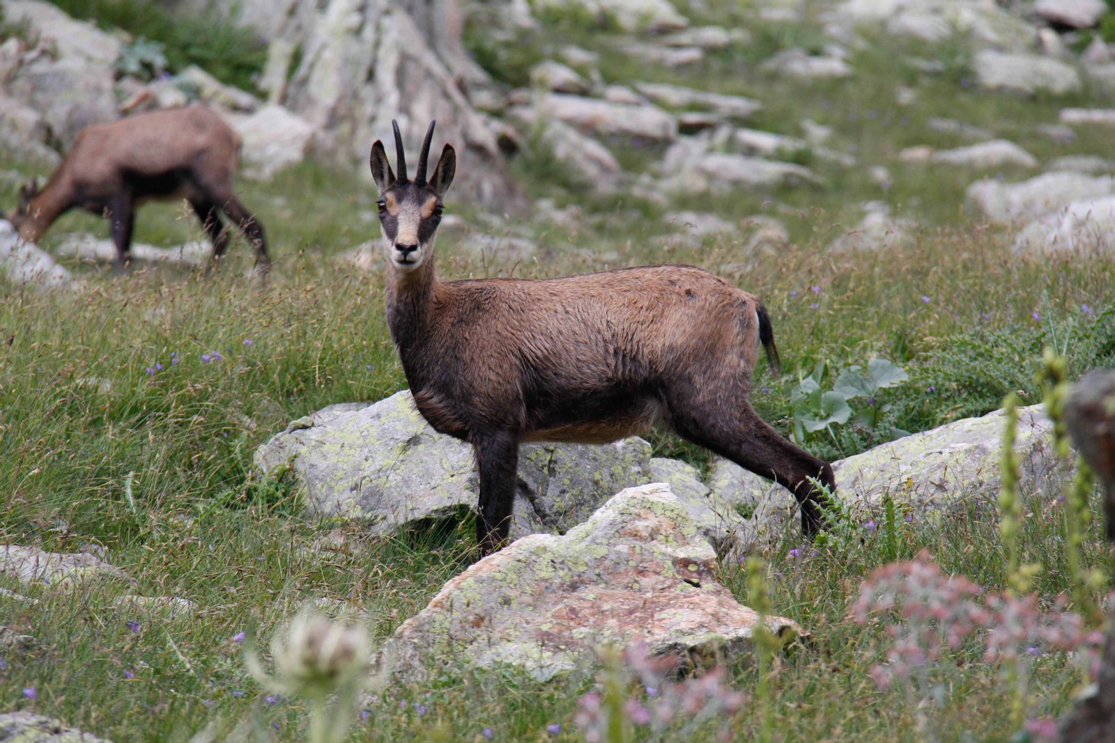 Chamois Madone de Fenestre | Parc national du Mercantour in France