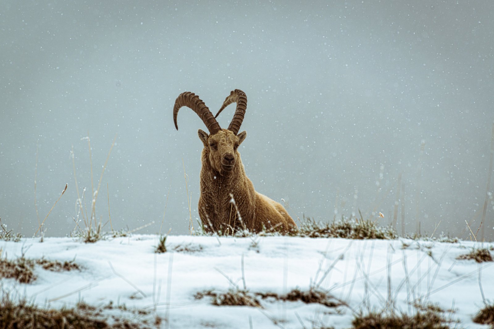 Photo prise en mai 2017 lors d'une randonnée depuis le torrent du Rif | parc national des Écrins in France