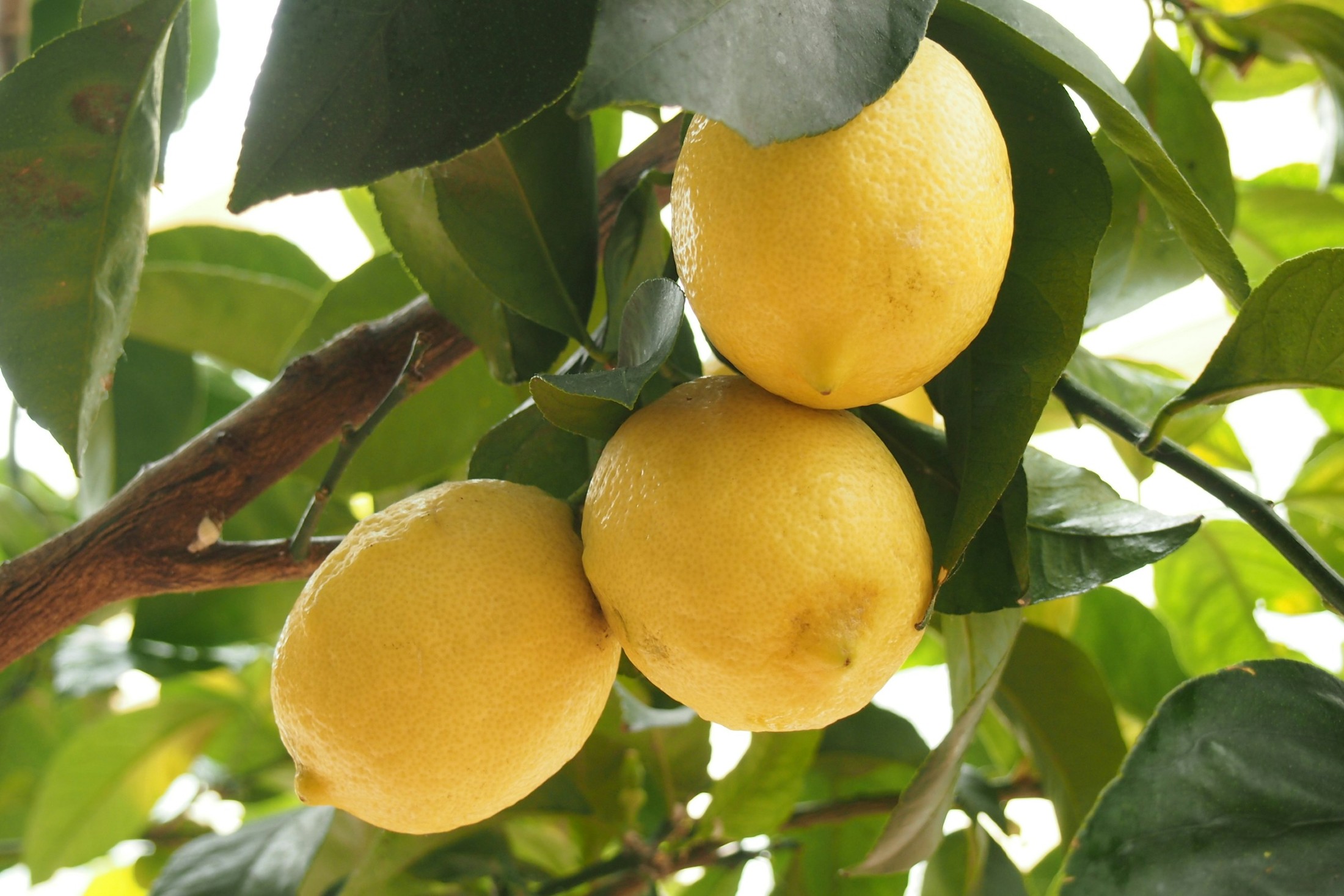lemons oin the lemon-tree | Sainte-Maxime in France
