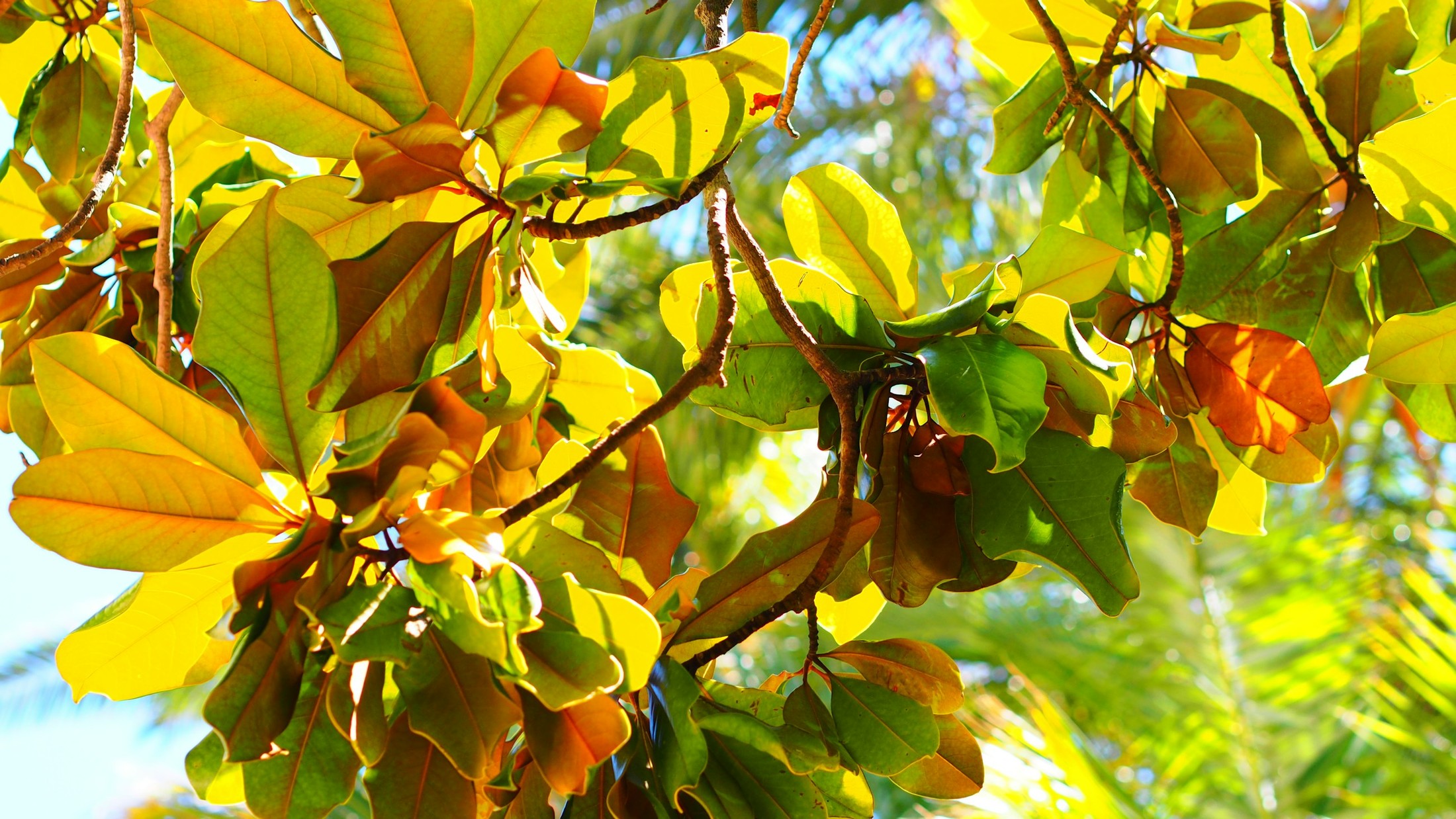 view to a magnolia-tree - from the bottom to the sky | Sainte-Maxime in France