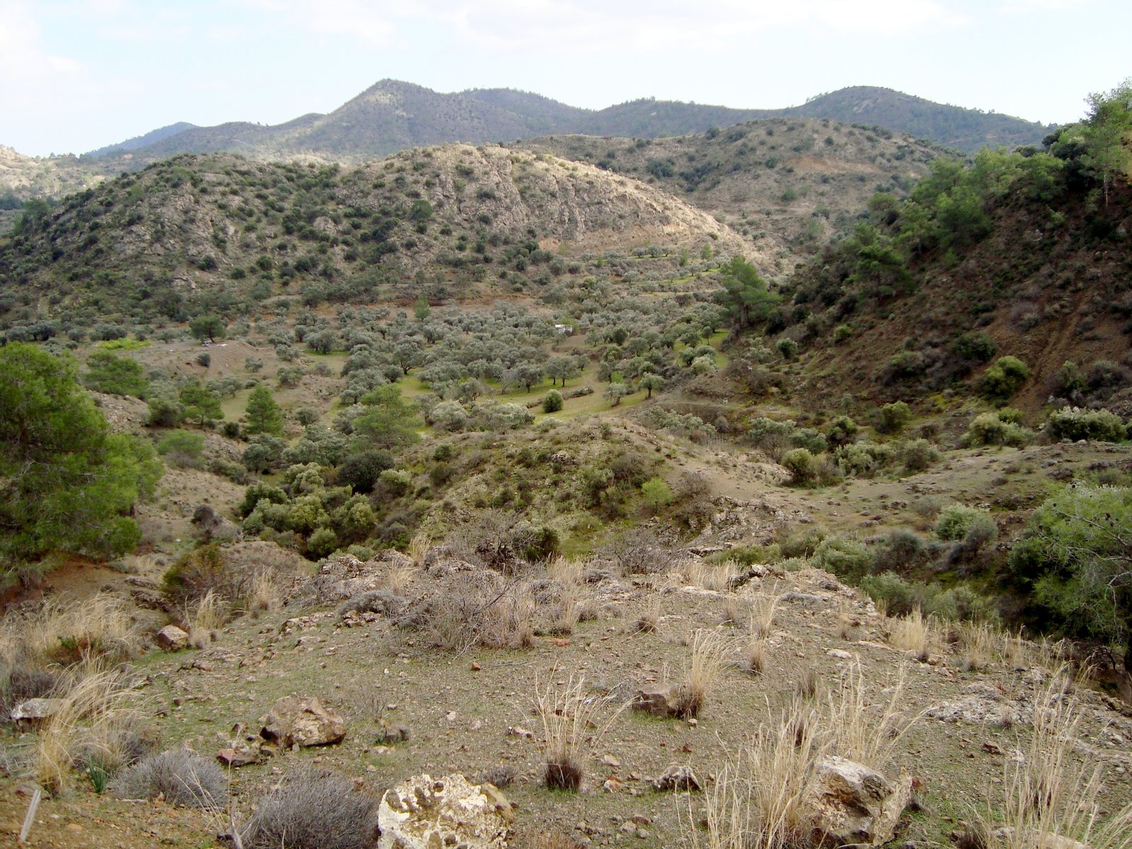 Troodos National Forest Park near Lythrodontas-Mathiatis villages - in the Troodos Mountains of west-central Cyprus.

Mediterranean forests, woodlands, and scrub habitat. | Lythrodontas in Cyprus