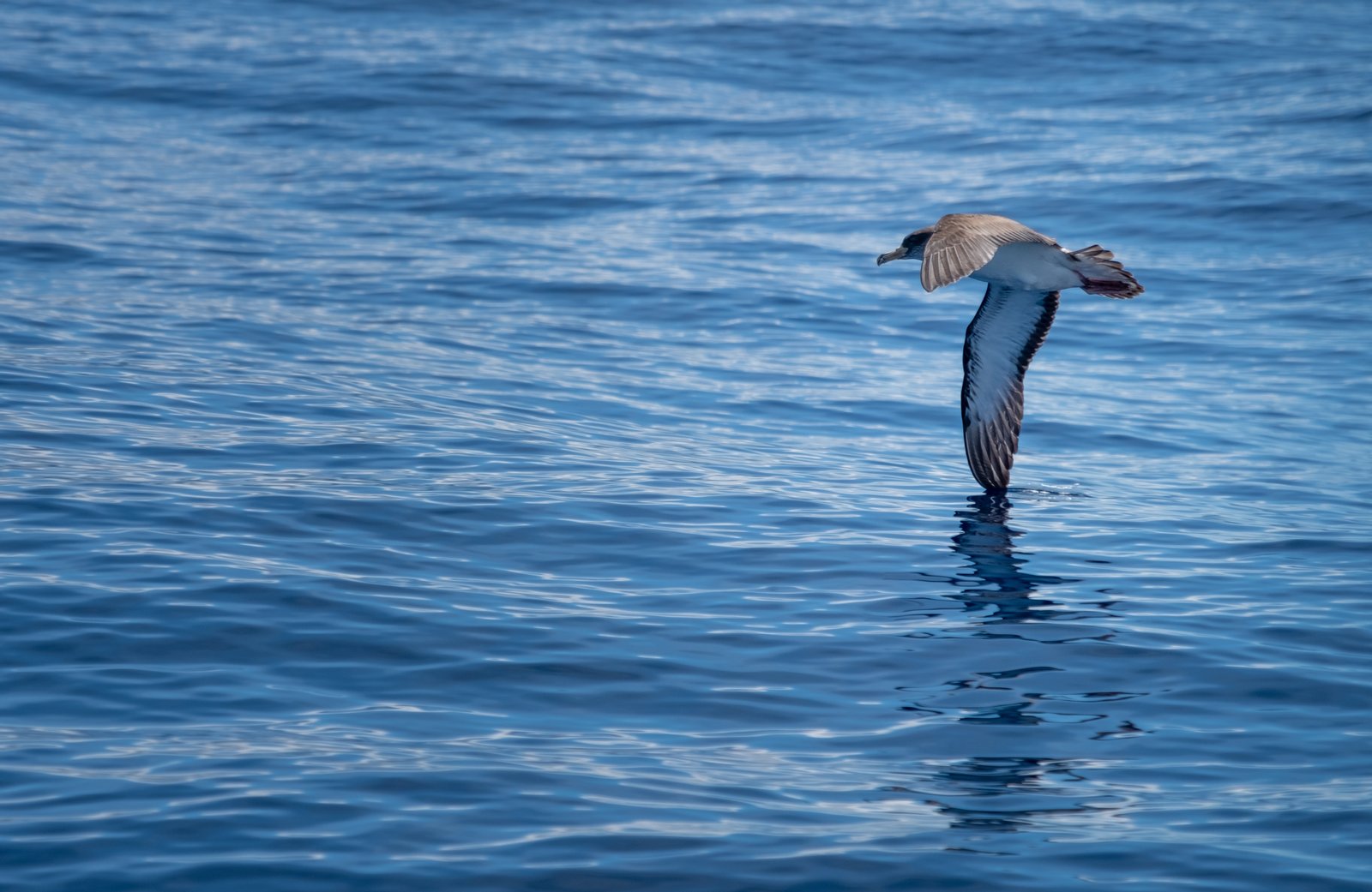 This is a photography of a protected area of Portugal indexed in the World Database on Protected Areas with the ID: | Ilha do Corvo in Portugal