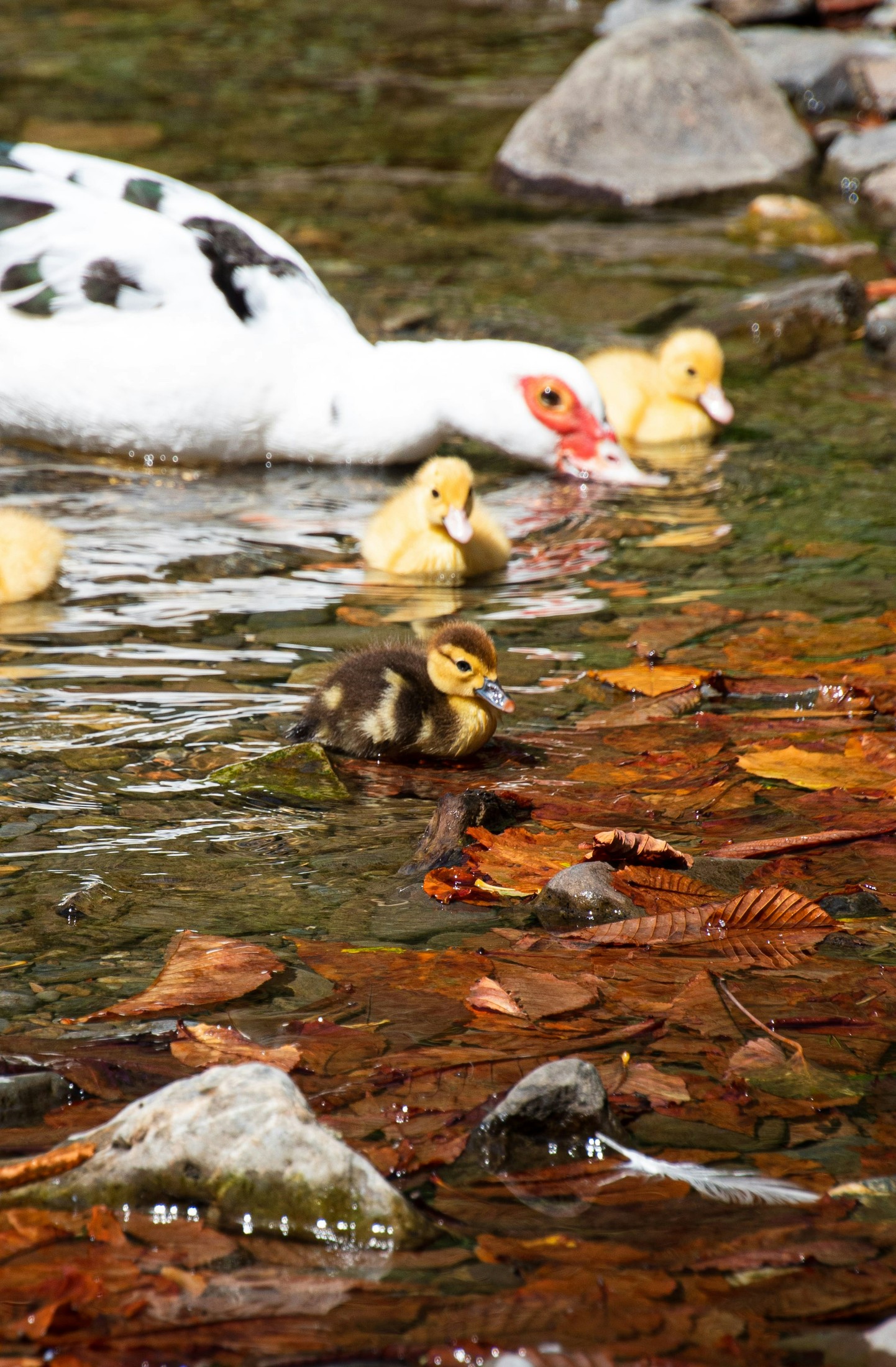 Ducks by the river in Potes, Cantabria. | Potes in Spain