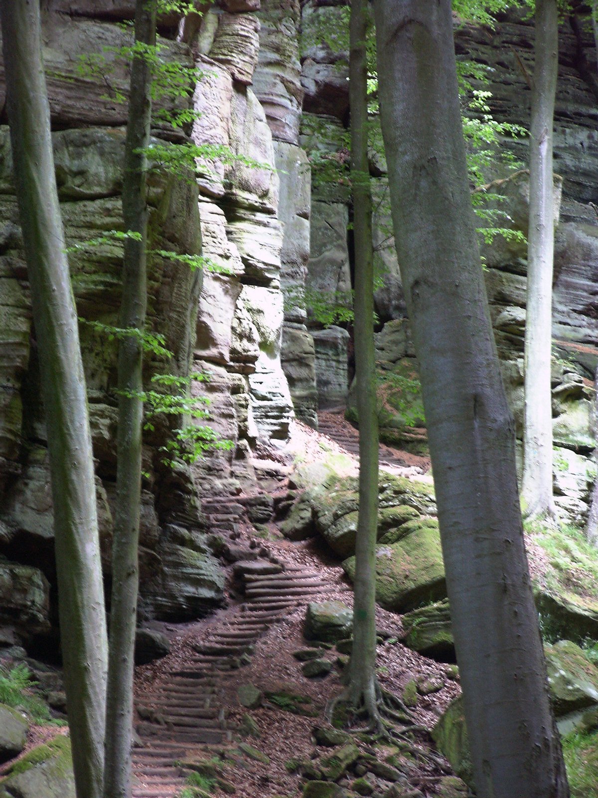 Im Wald bei Berdorf in Luxemburg | Berdorf in Luxembourg