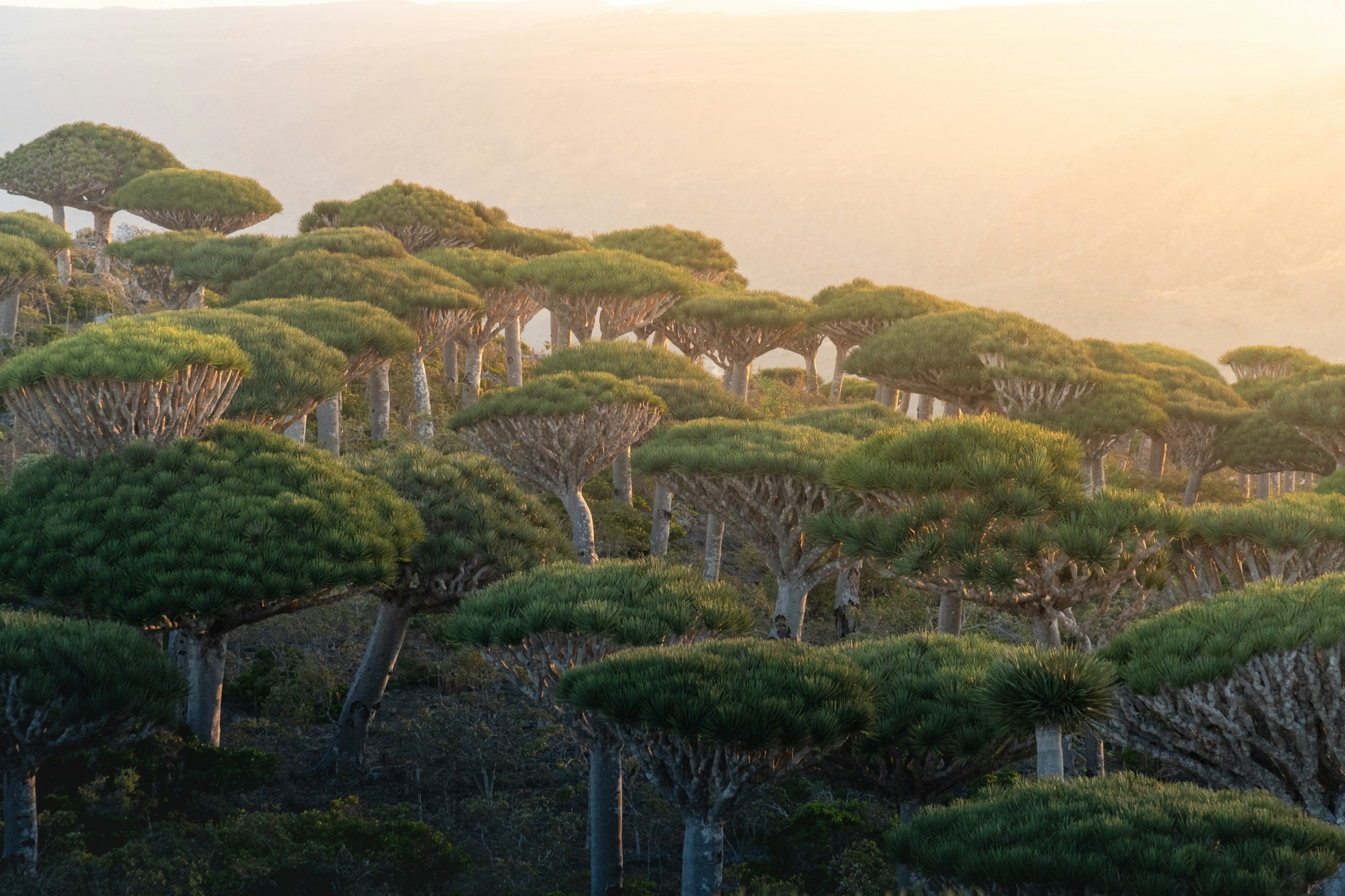 The Dragon Blood Trees can only be found on Socotra island. They form surreal landscapes and make you feel like in the time of dinosaurs. | Socotra in Yemen