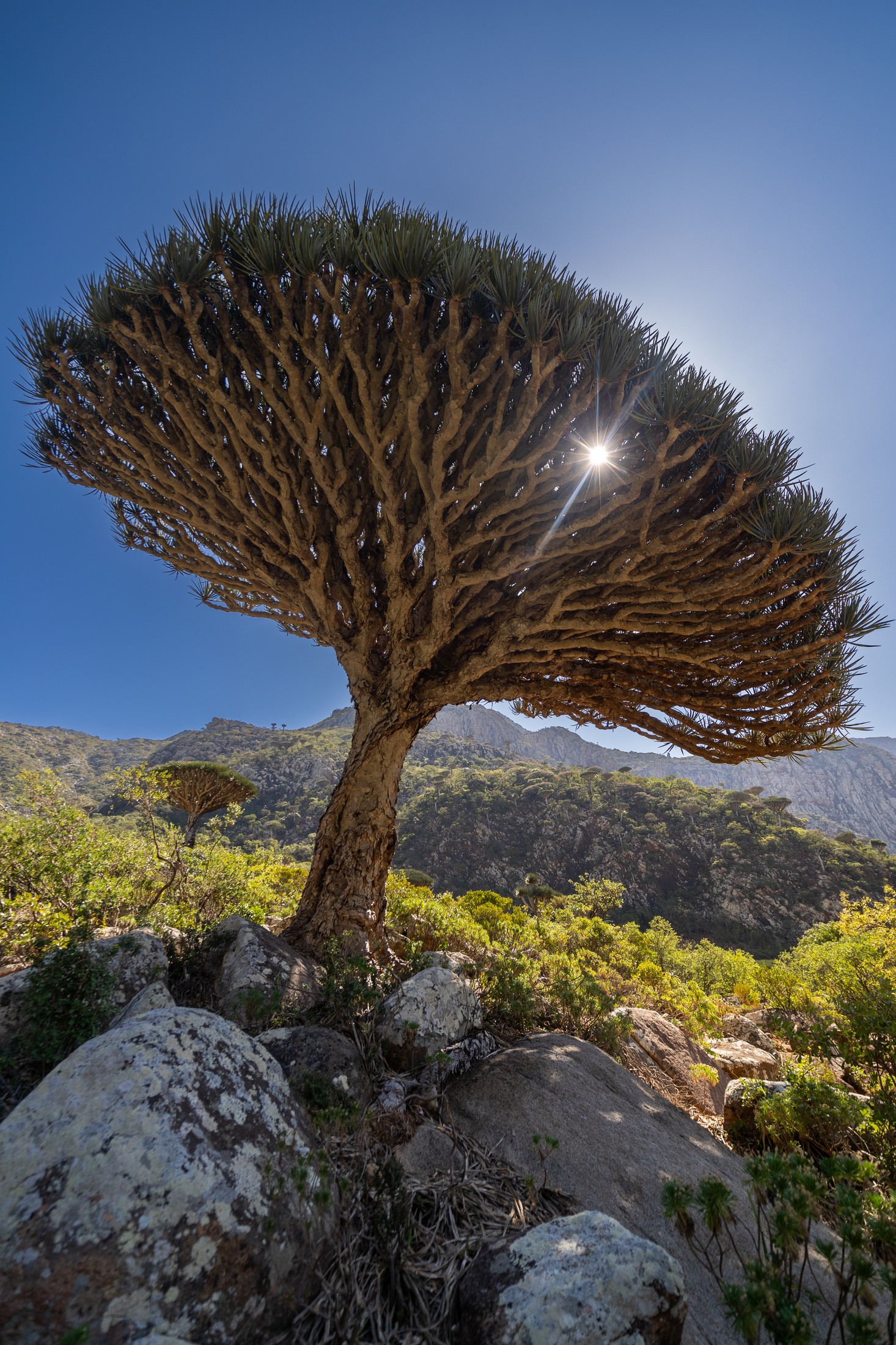 Dragon blood tree on a wide angle, Haggiers mountains, Socotra | Socotra in Yemen