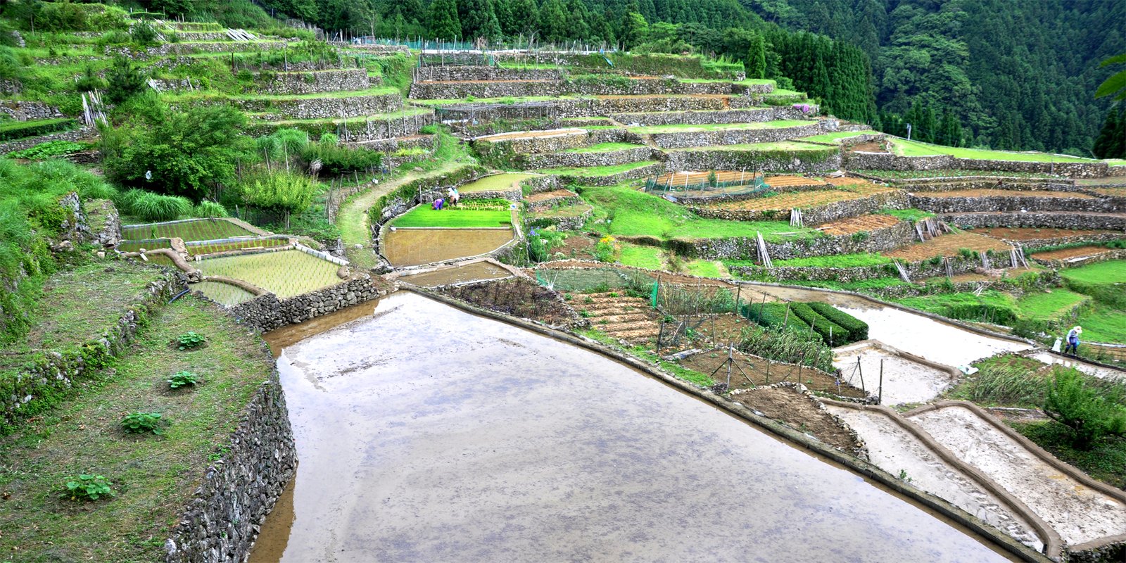 熊本県八代市の日光の棚田 | Yatsushiro in Japan