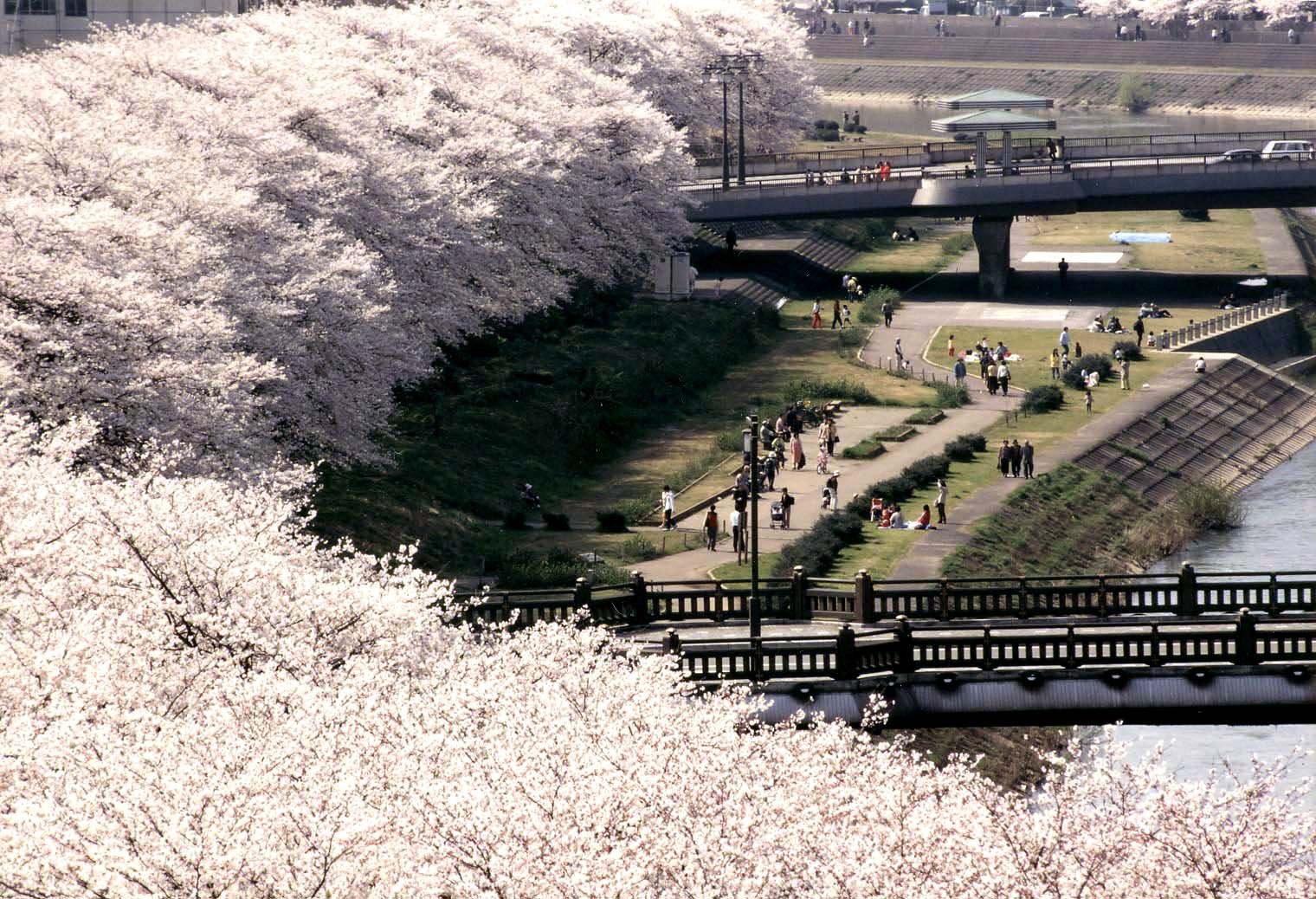Sakura in Asuwa, Fukui, Japan. | Fukui in Japan