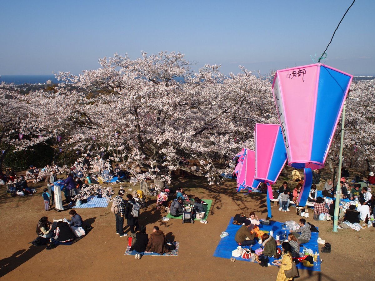 衣笠山公園。神奈川県横須賀市。2012年4月8日撮影 | Yokosuka in Japan