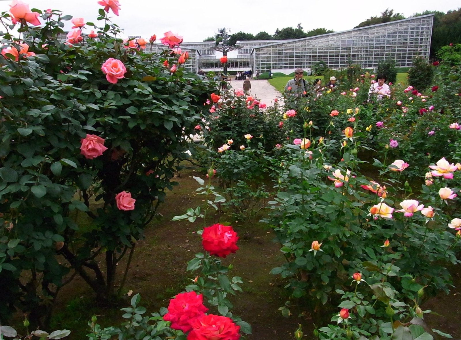 神代植物公園 | Chofu in Japan