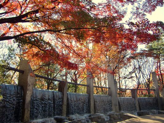 Japanese holly trees and waterfall at Sanshi no Mori Koen Park in Suginami, Tokyo Japan | Suginami in Japan
