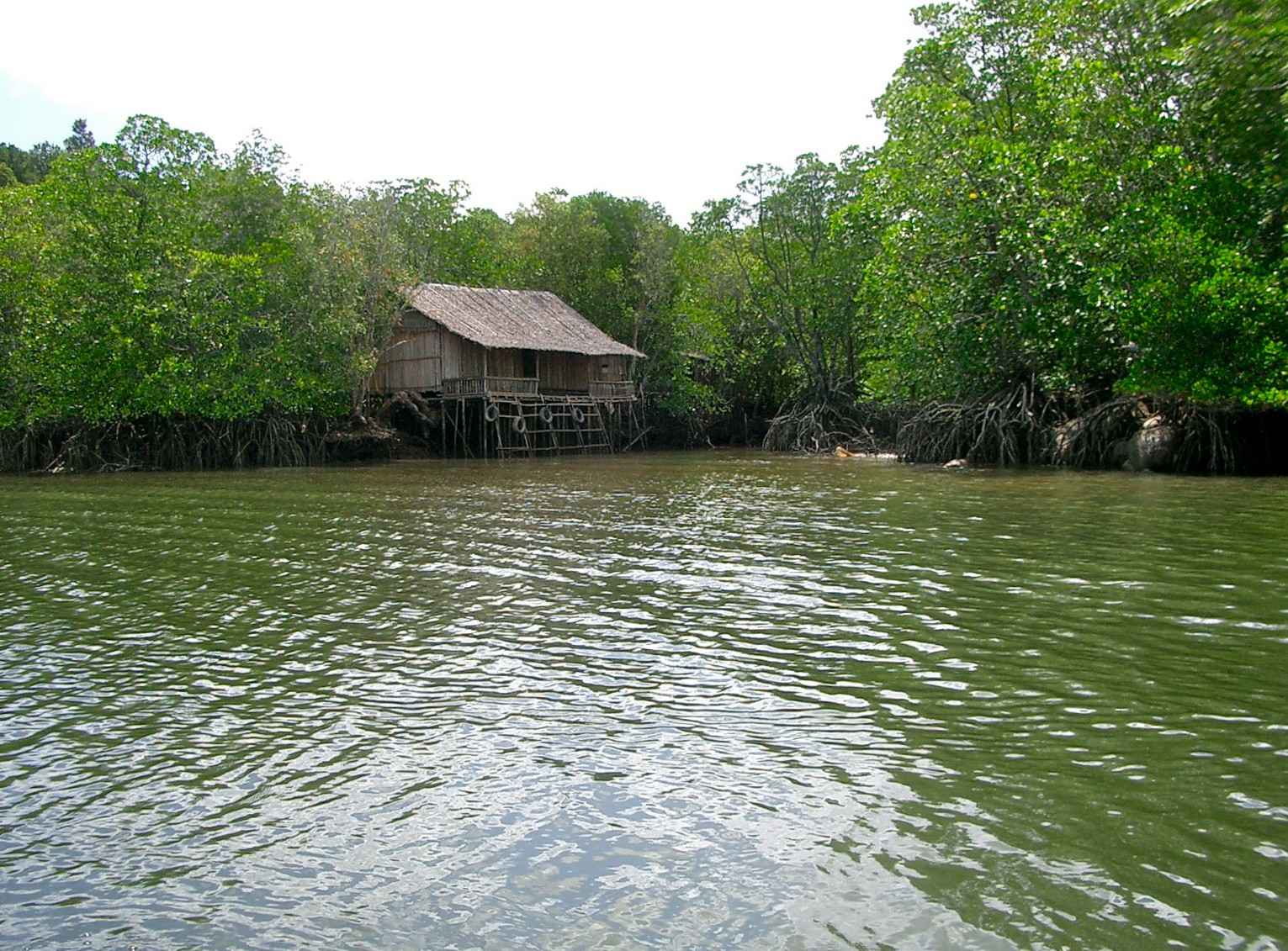 Mangrove Forest, Bintan Island, Indonesia | Bintan Island in Indonesia