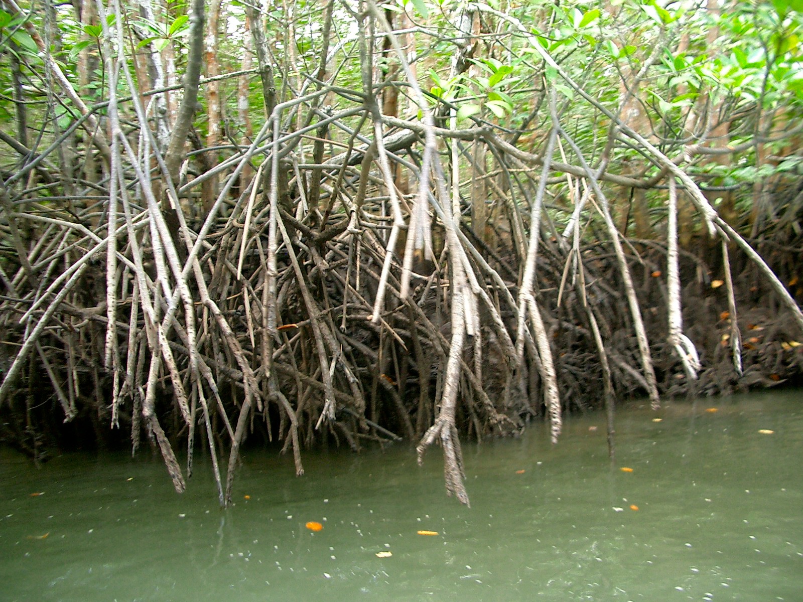 Mangrove Roots, Bintan Island, Indonesia | Bintan Island in Indonesia