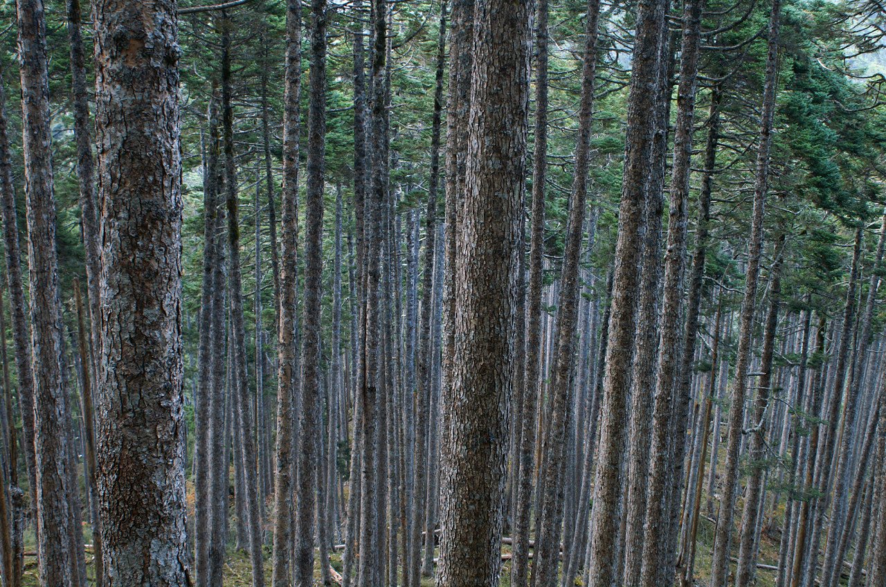 Taiwan Fir | Shei-Pa National Park in Taiwan