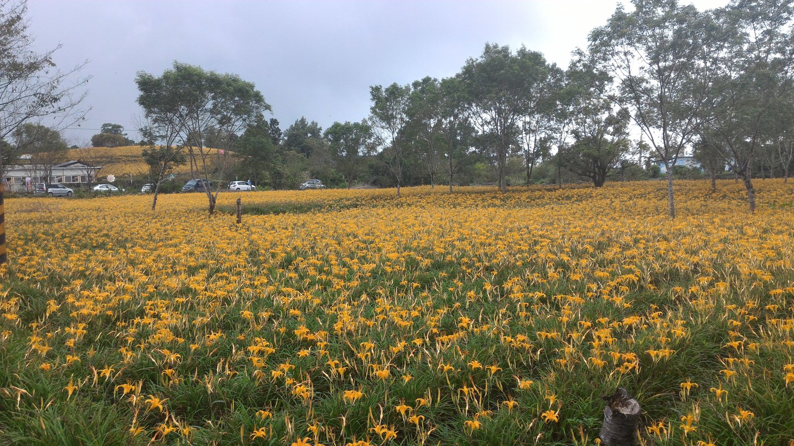 花蓮赤柯山金針花田 | Yuli in Taiwan