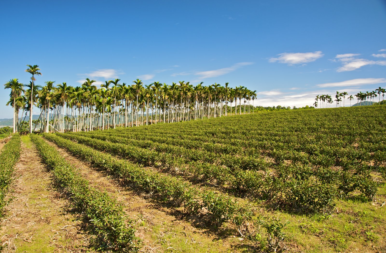 Tea plantation in the WuHe area in Ruisui, Wuhe, Taiwan | Ruisui in Taiwan