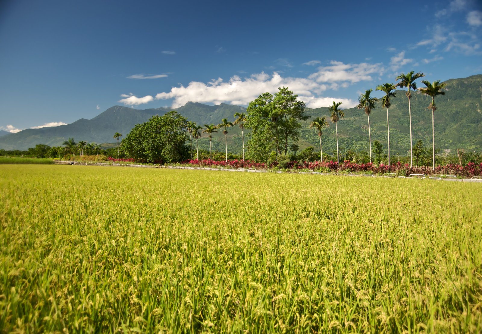 A farm road in Hualien County, Taiwan, with the Coastal Mountain Range in the background. | Shoufeng in Taiwan