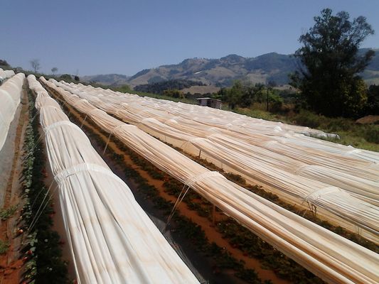 Image of Estiva in Brazil